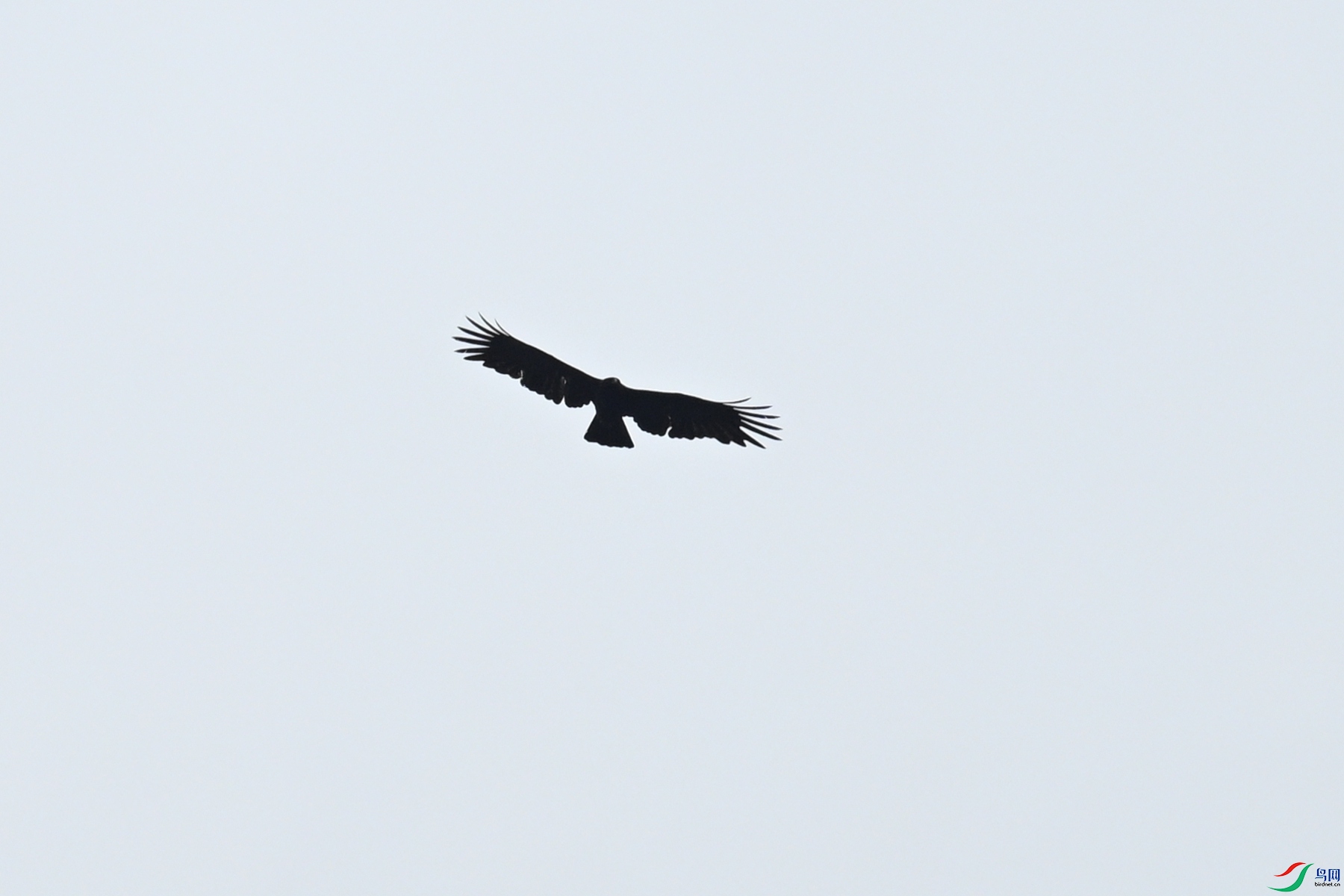 DSC_8530.JPG