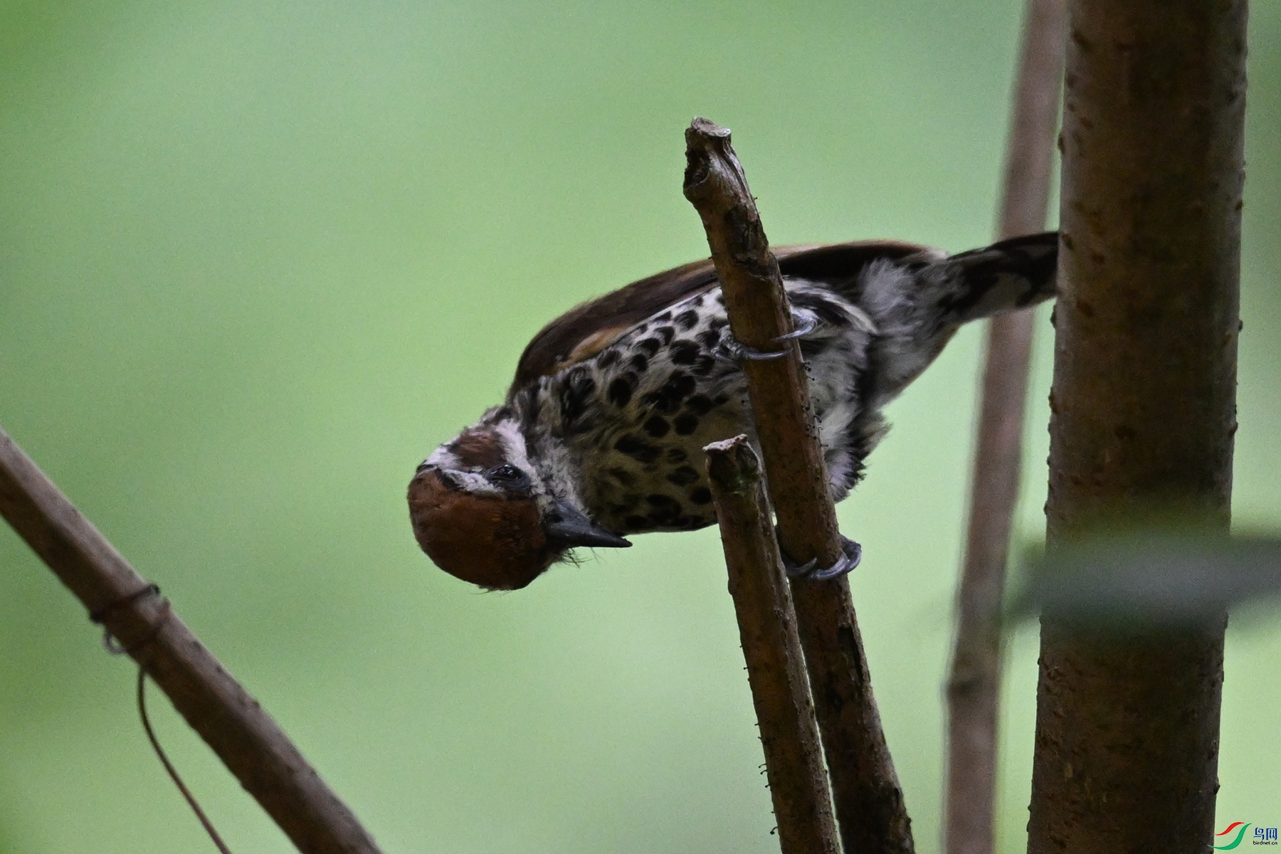 DSC_8548.JPG
