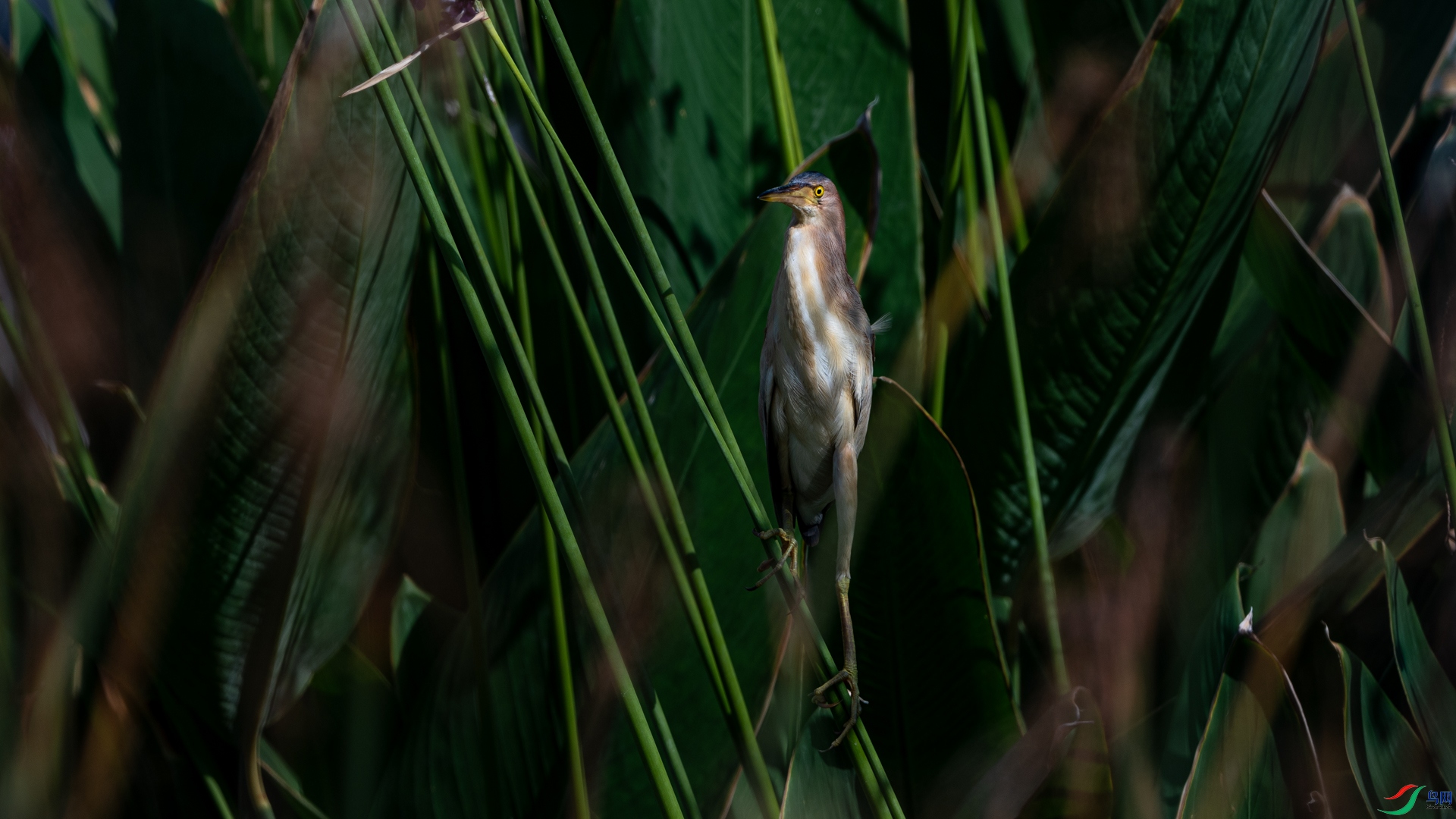 DSC_6642.jpg