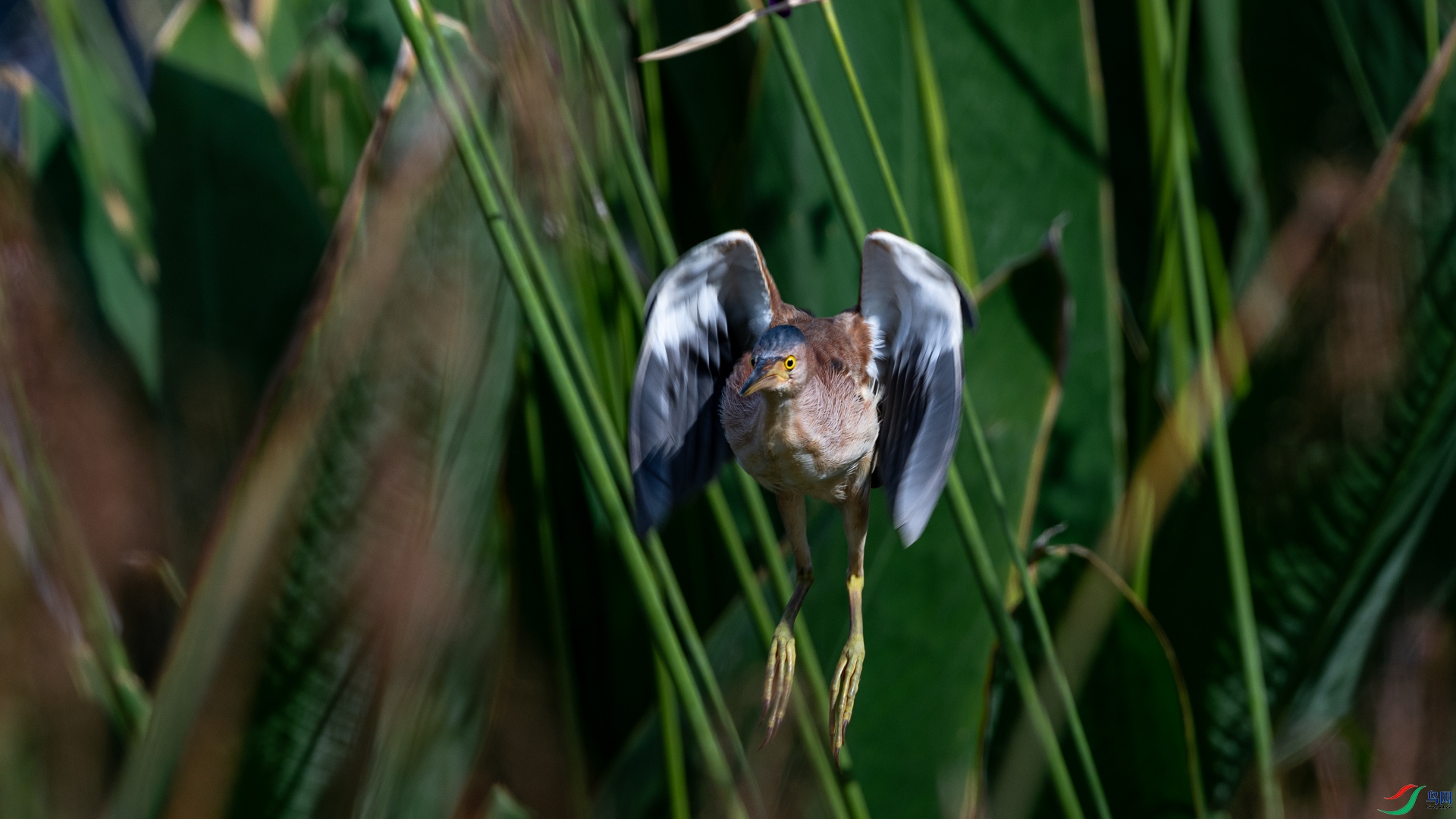 DSC_6651.jpg