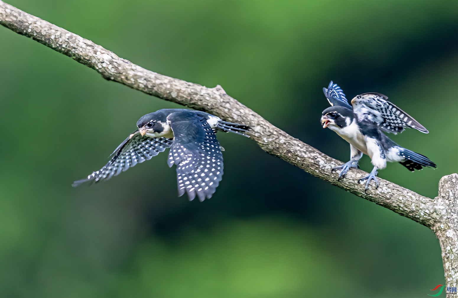 DSC_1445-11.jpg