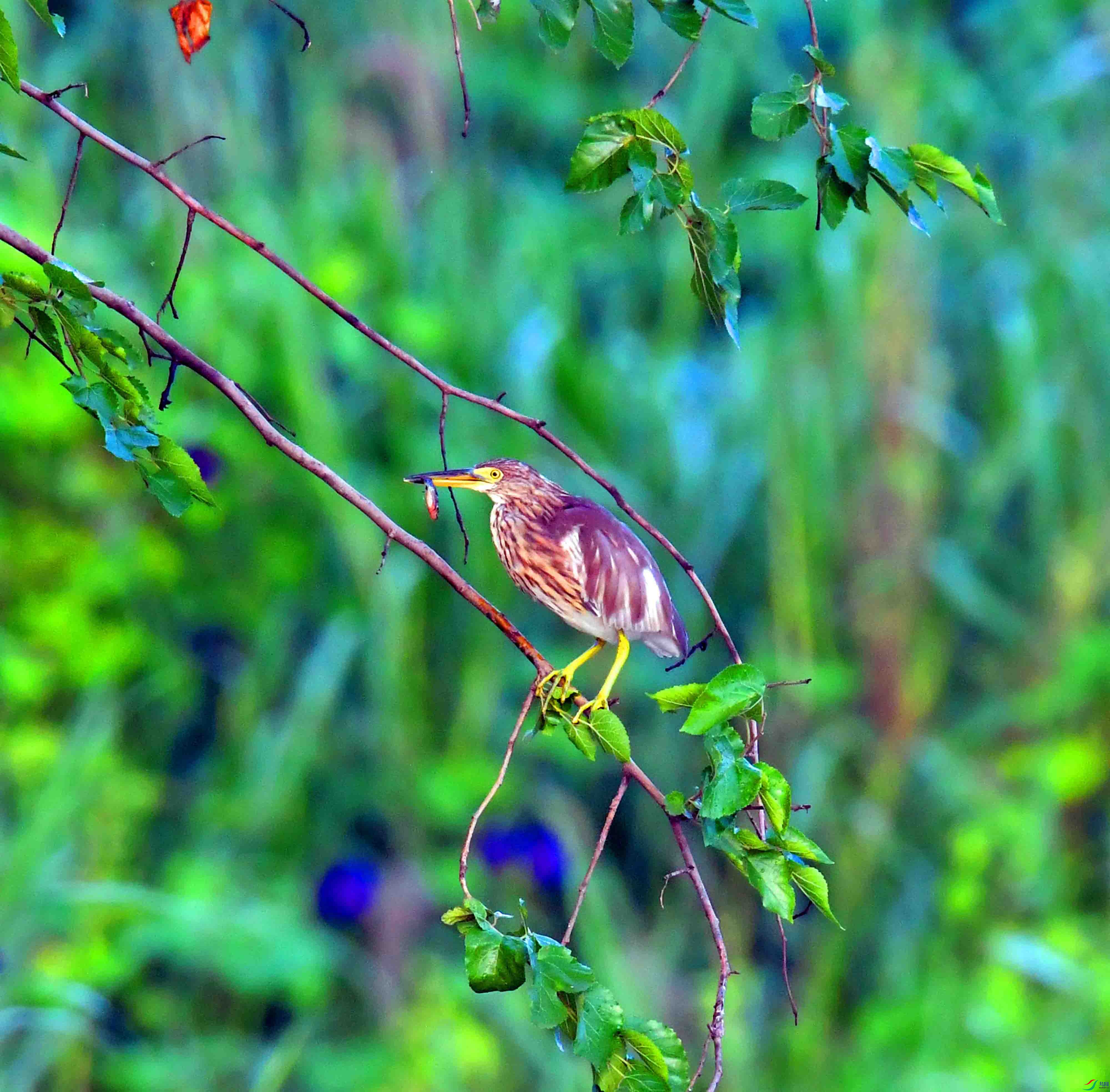 DSC_0184.JPG