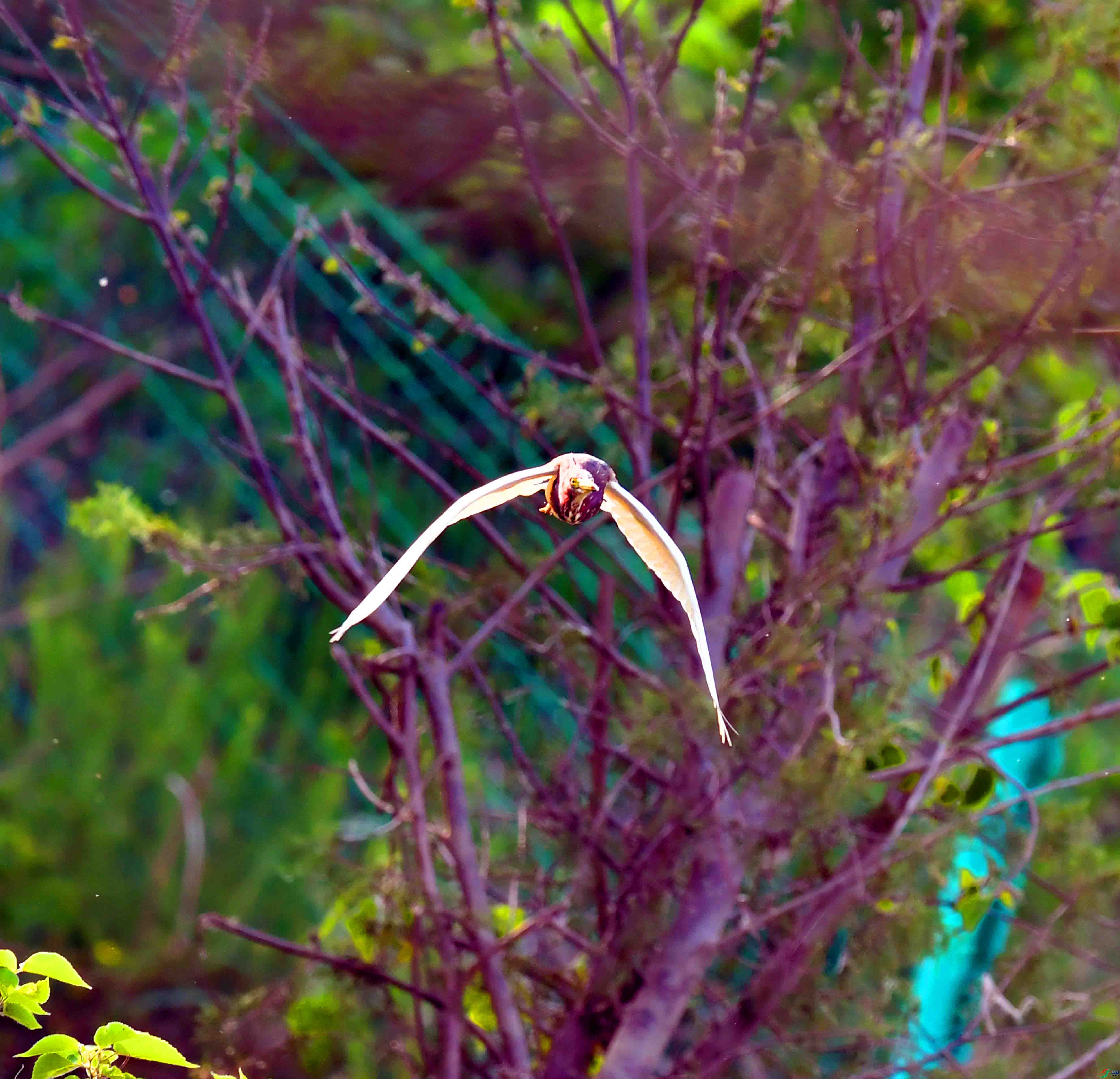 DSC_1594.JPG