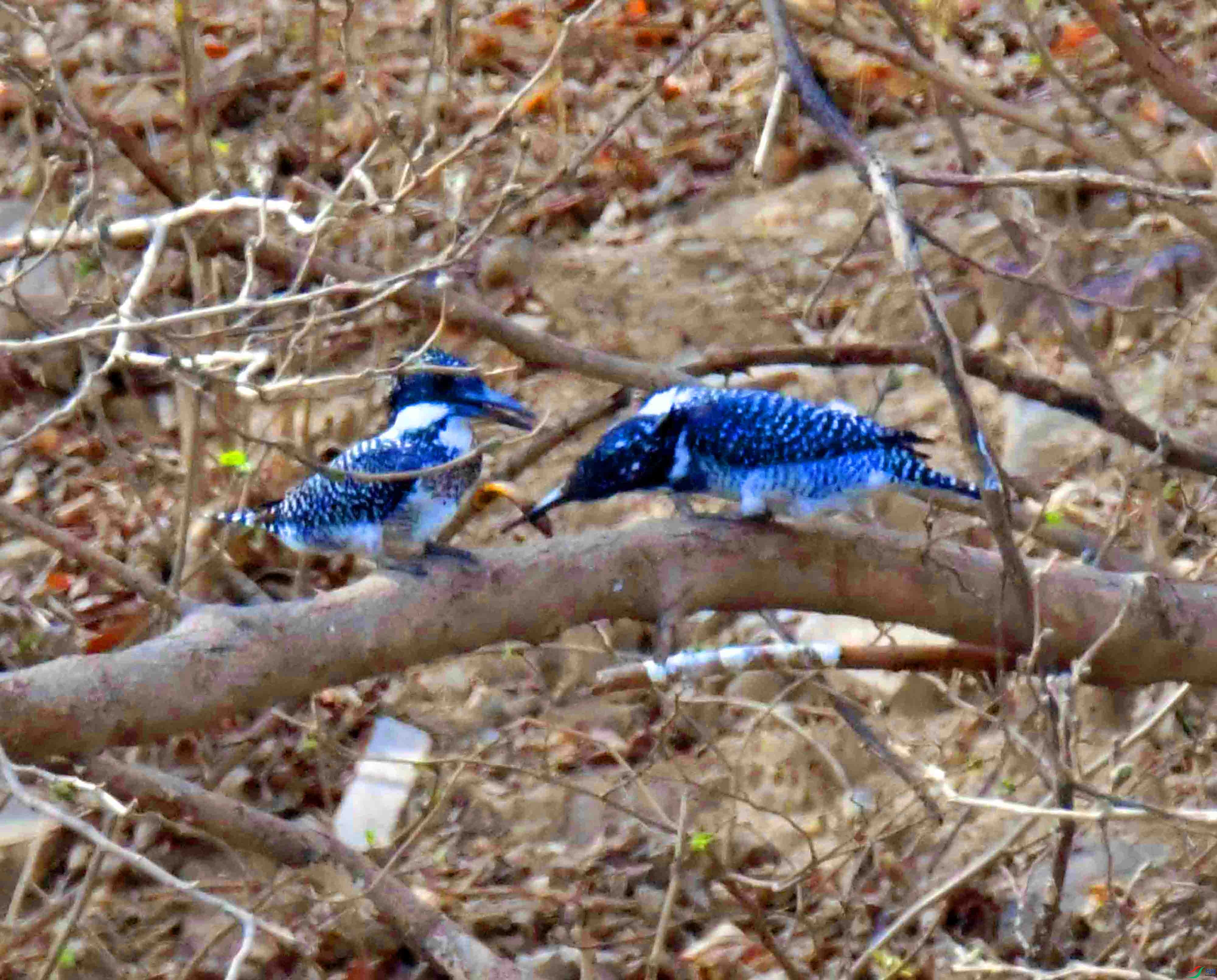 DSC_1737.JPG