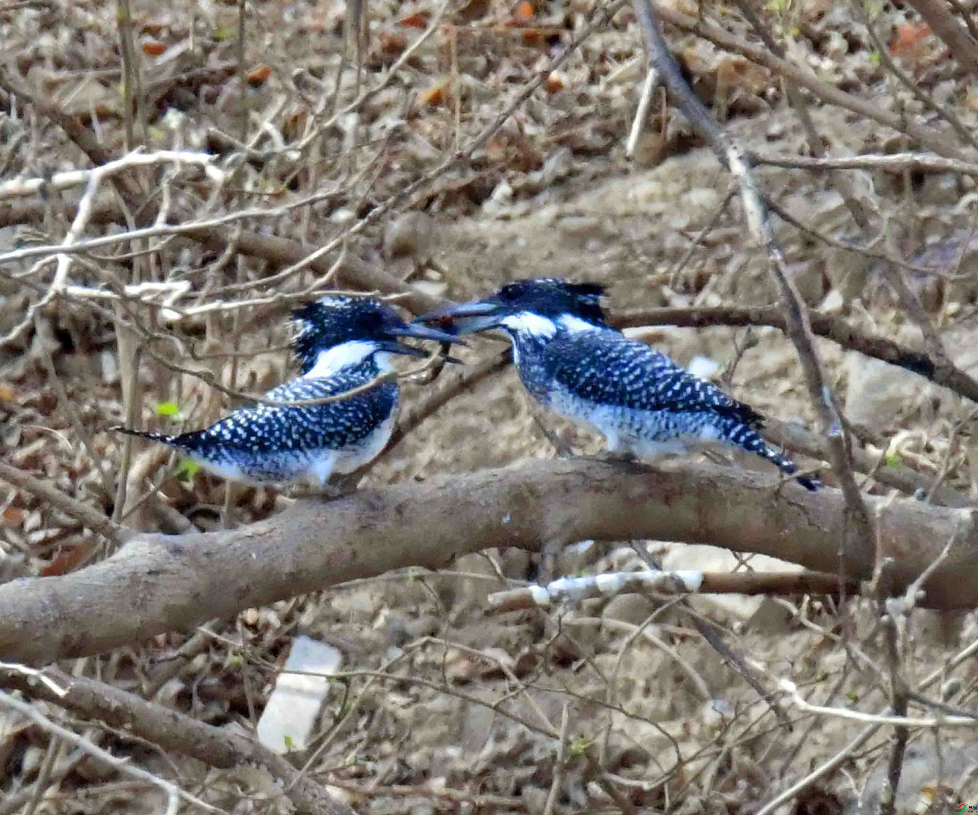 DSC_1735.JPG