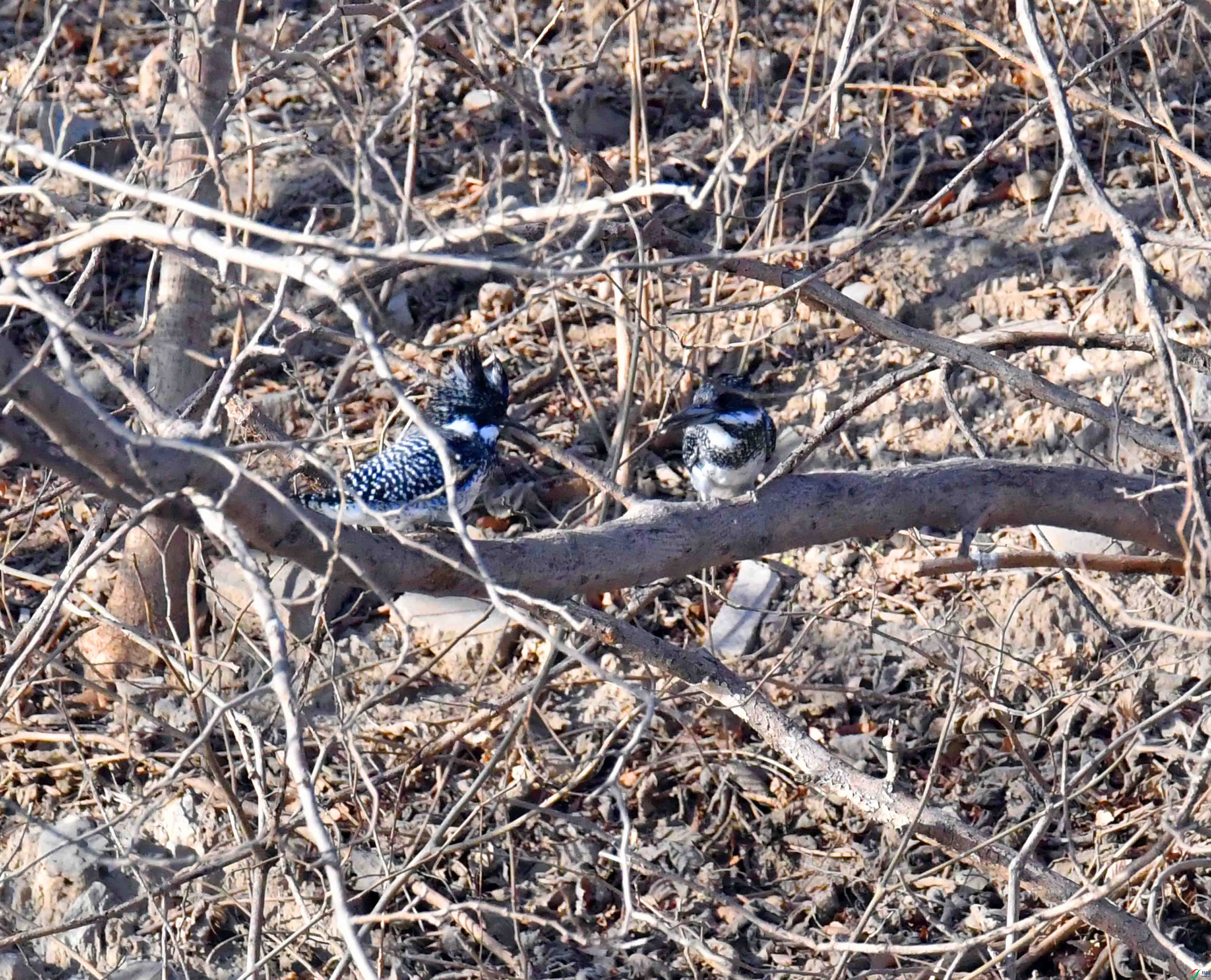 DSC_9706.JPG