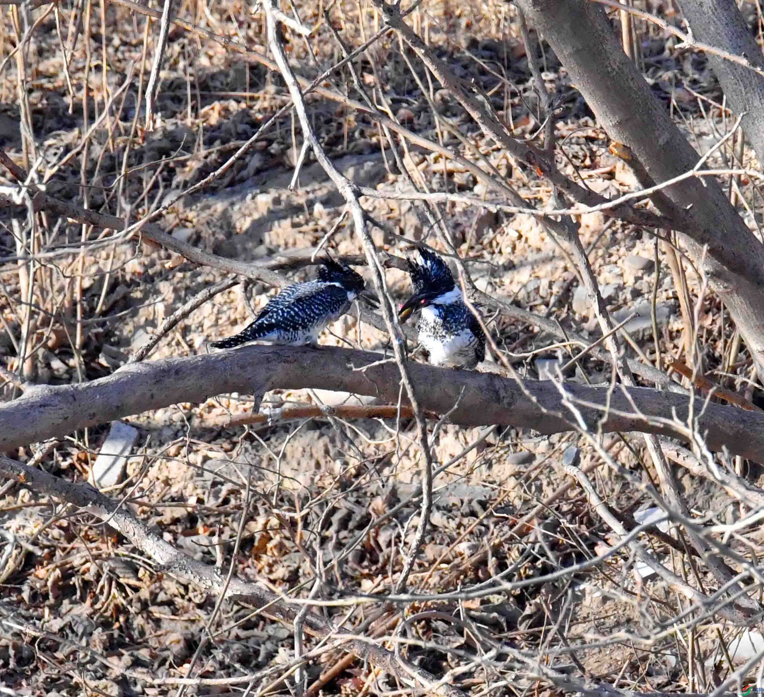 DSC_9755.JPG