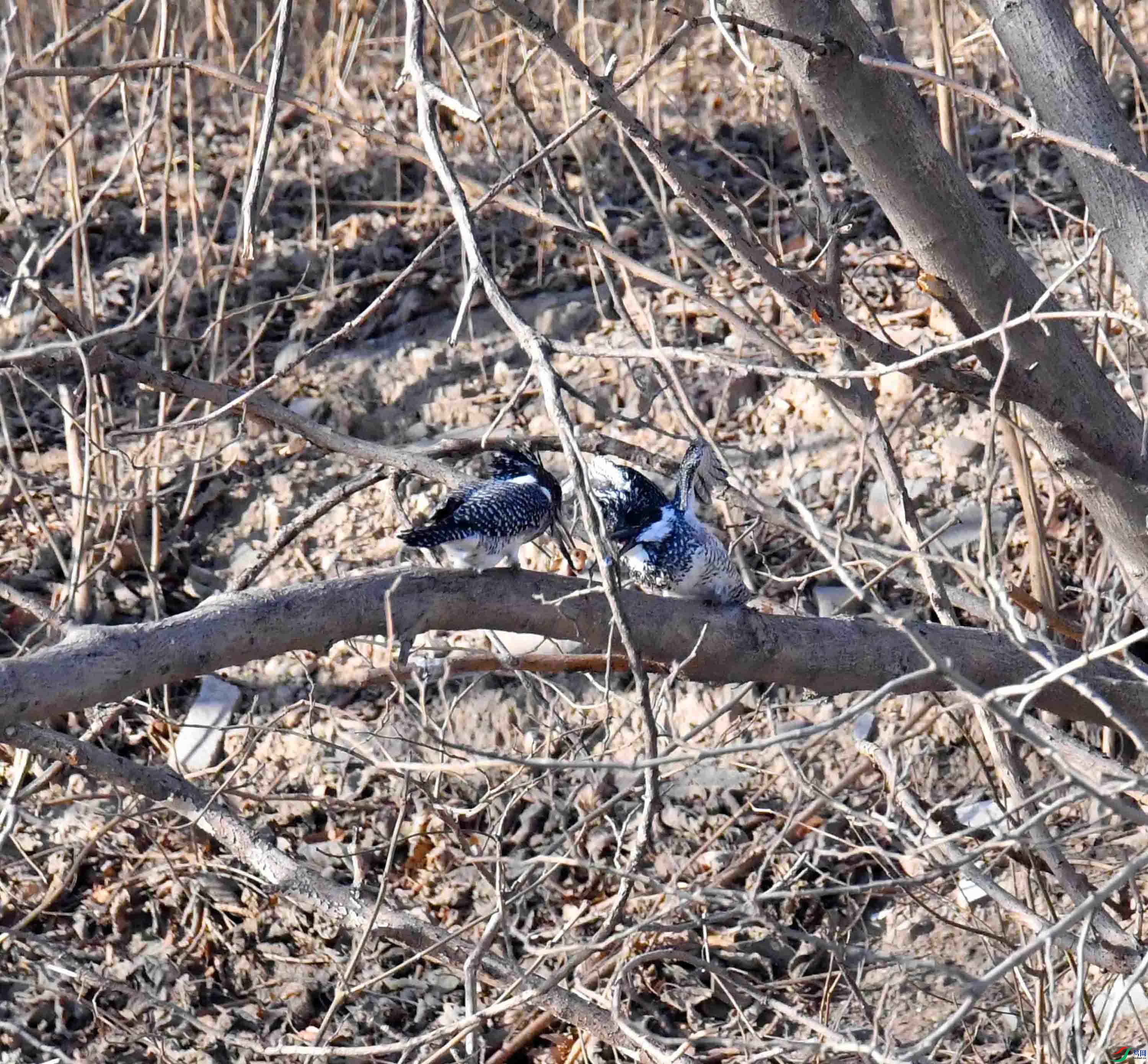 DSC_9762.JPG