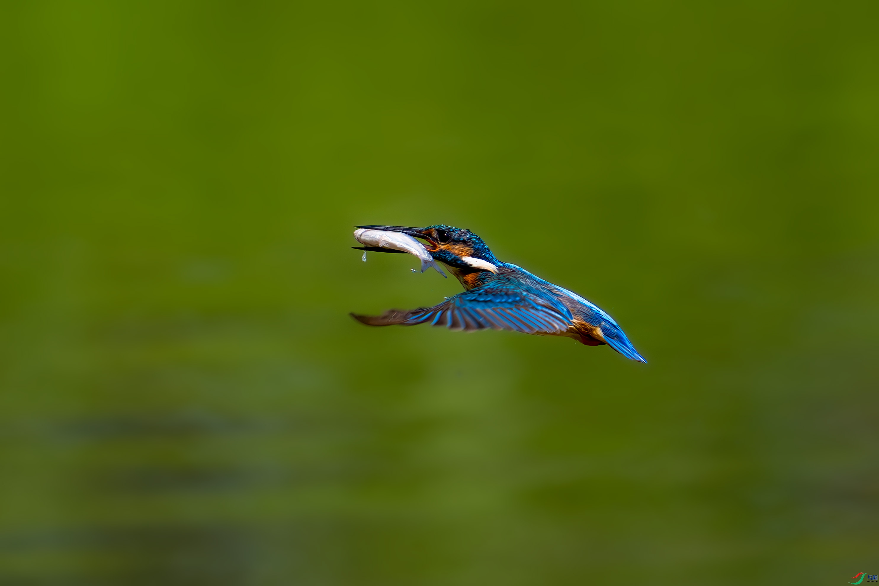_DSC3174.jpg