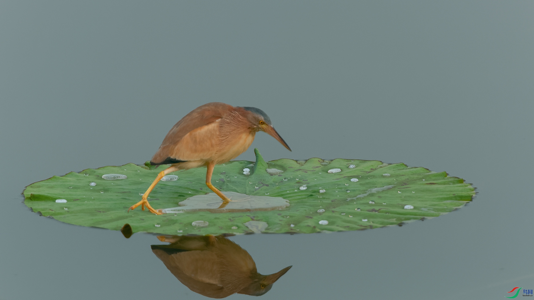 DSC_0065_DxOa.jpg