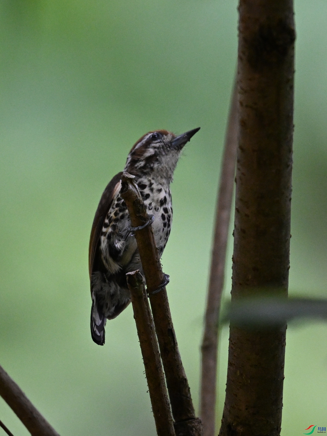 DSC_8556.JPG
