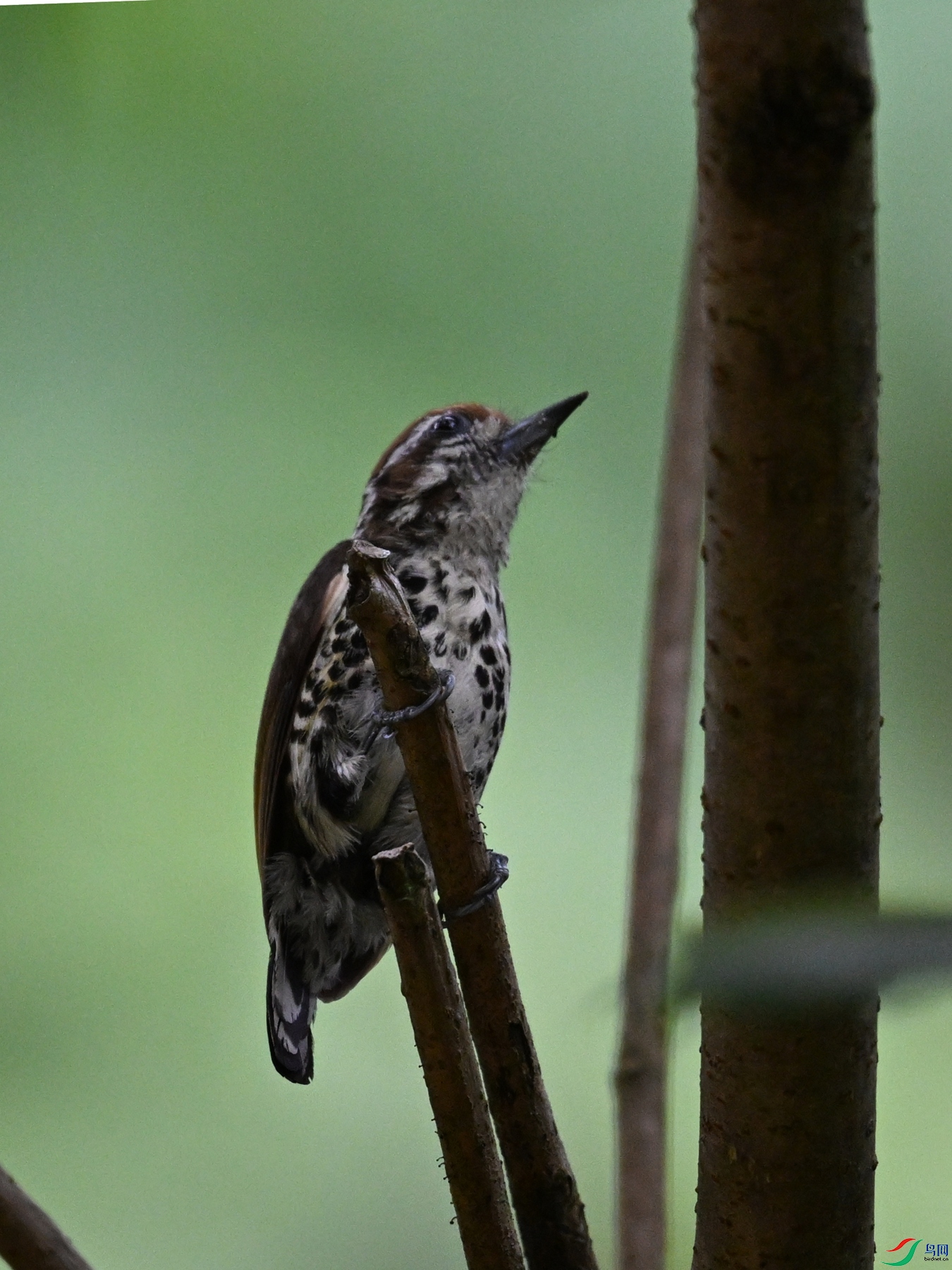 DSC_8557.JPG