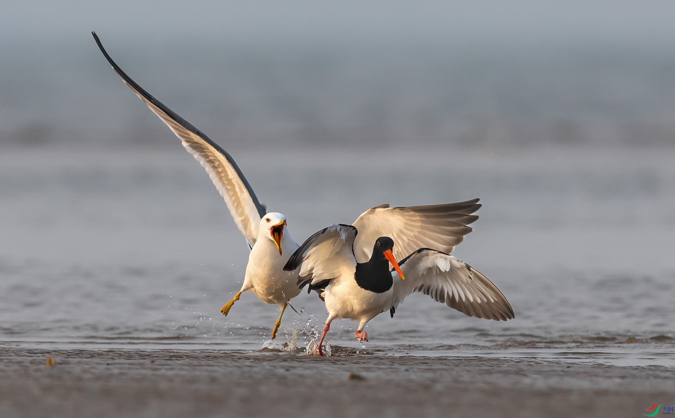 ��βŸ������