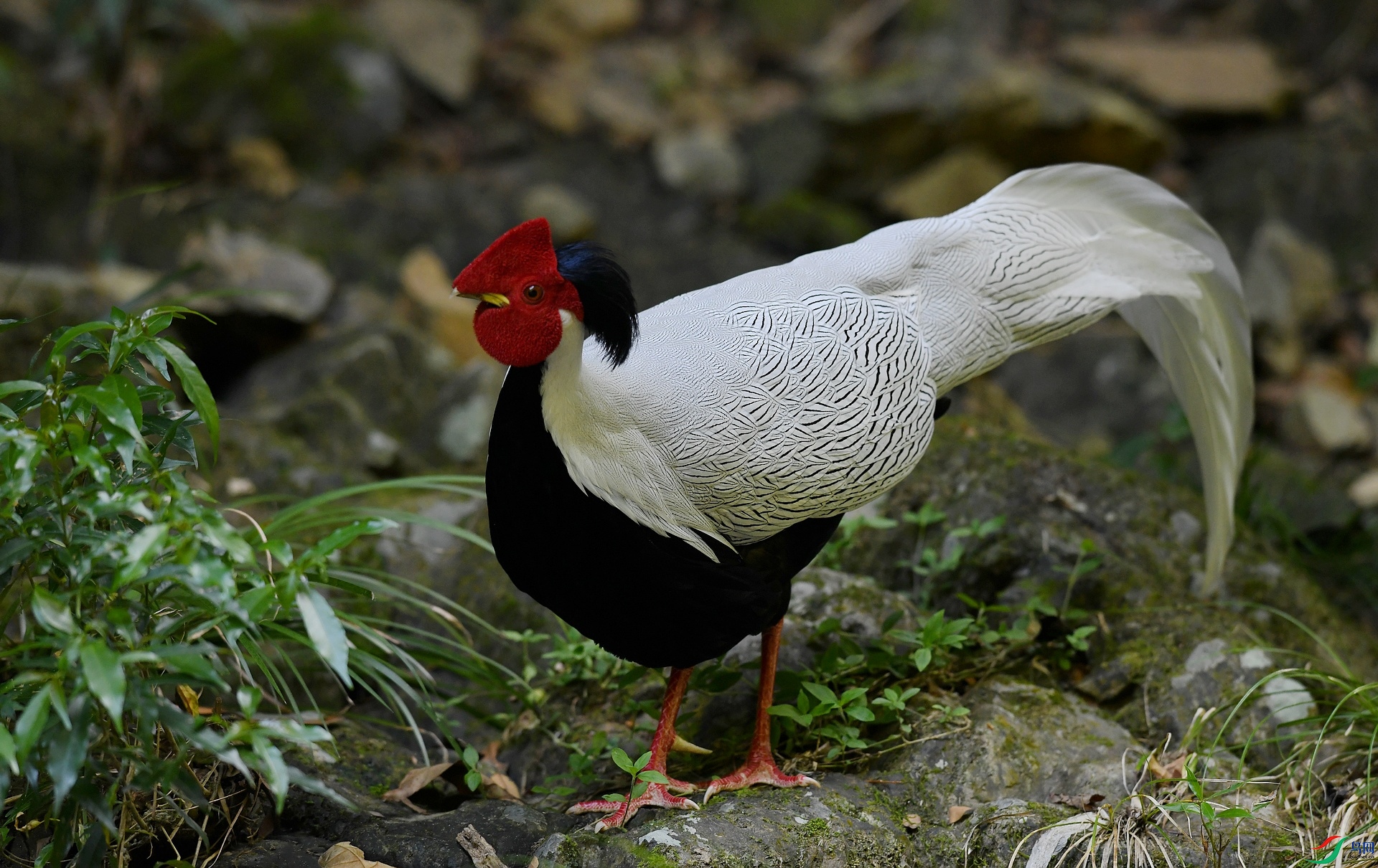 DSC_8219.jpg