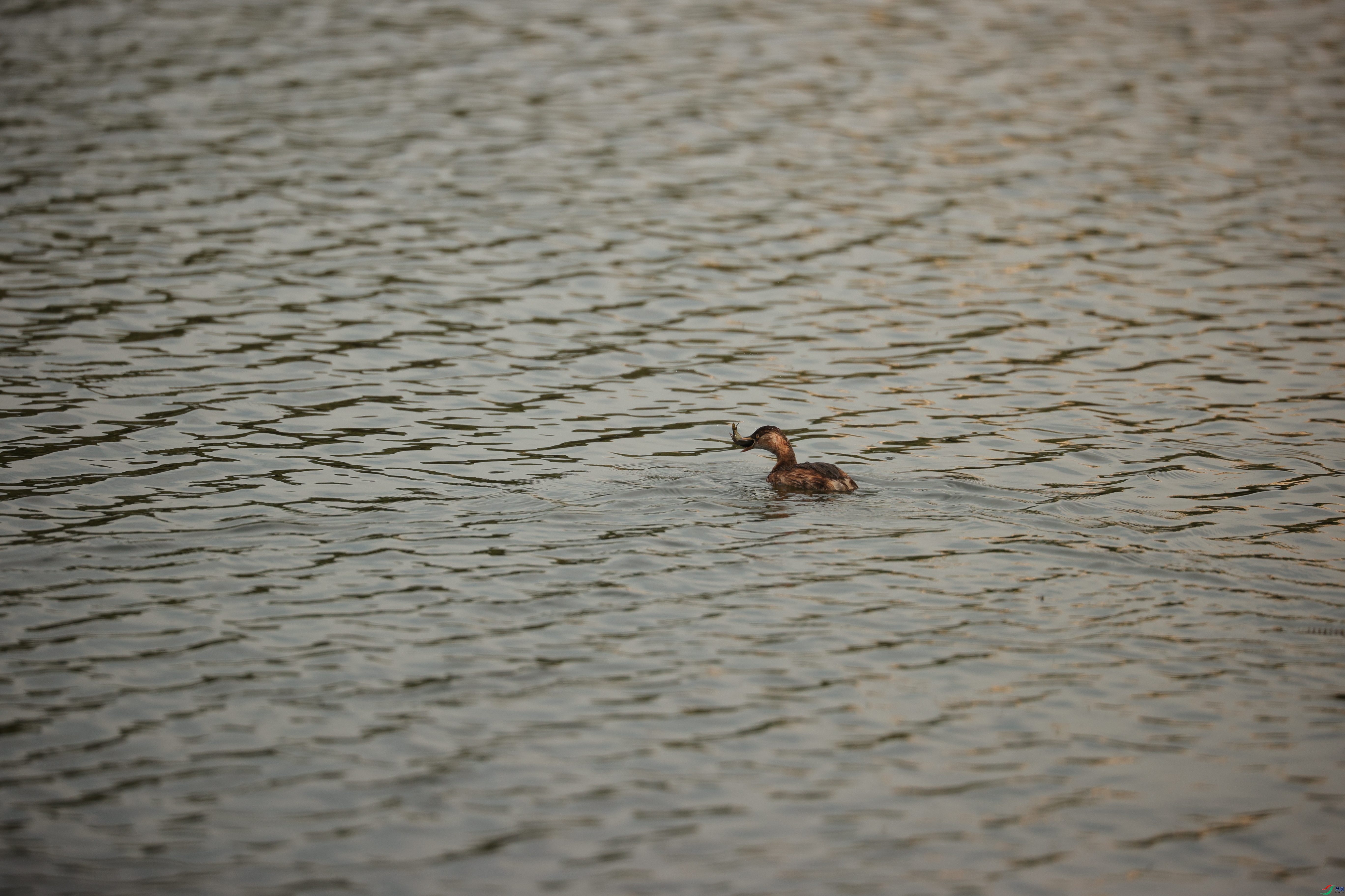 3915��ש����
