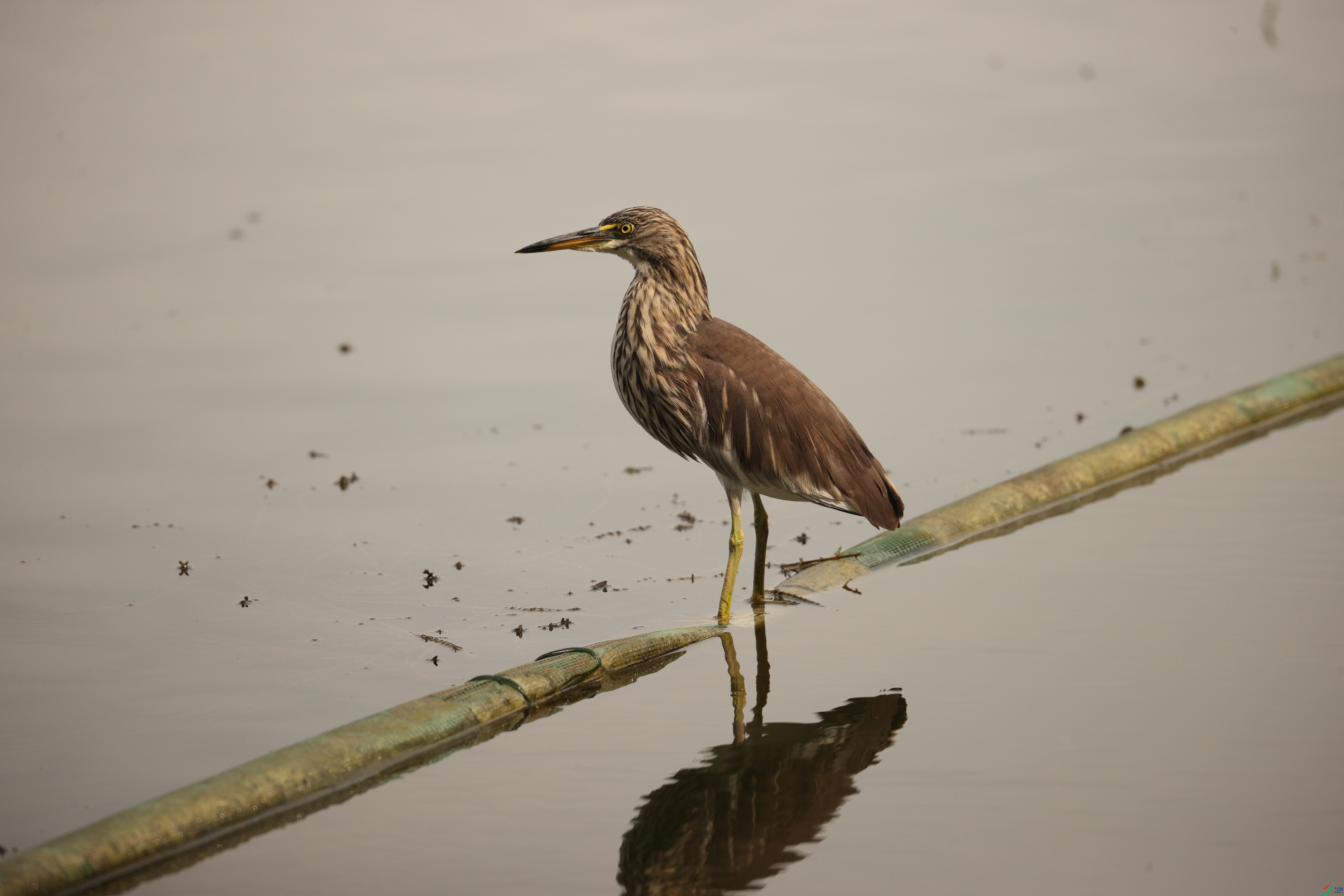 3919��ש����