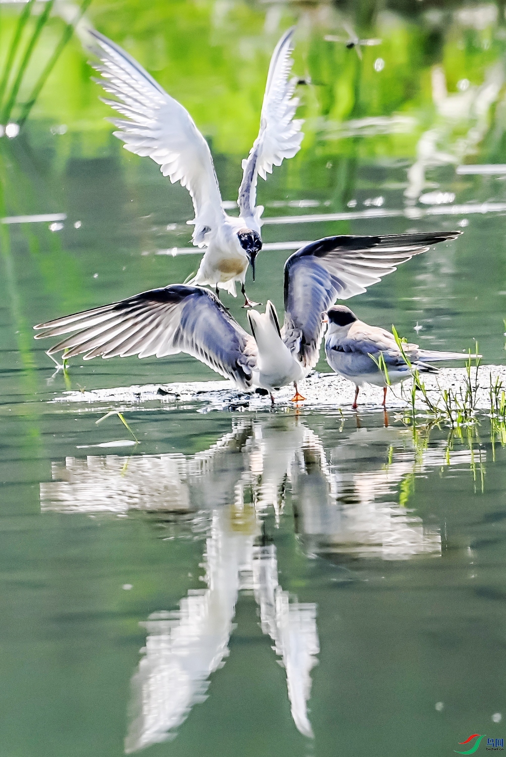 DSC_9966---_conew1.jpg