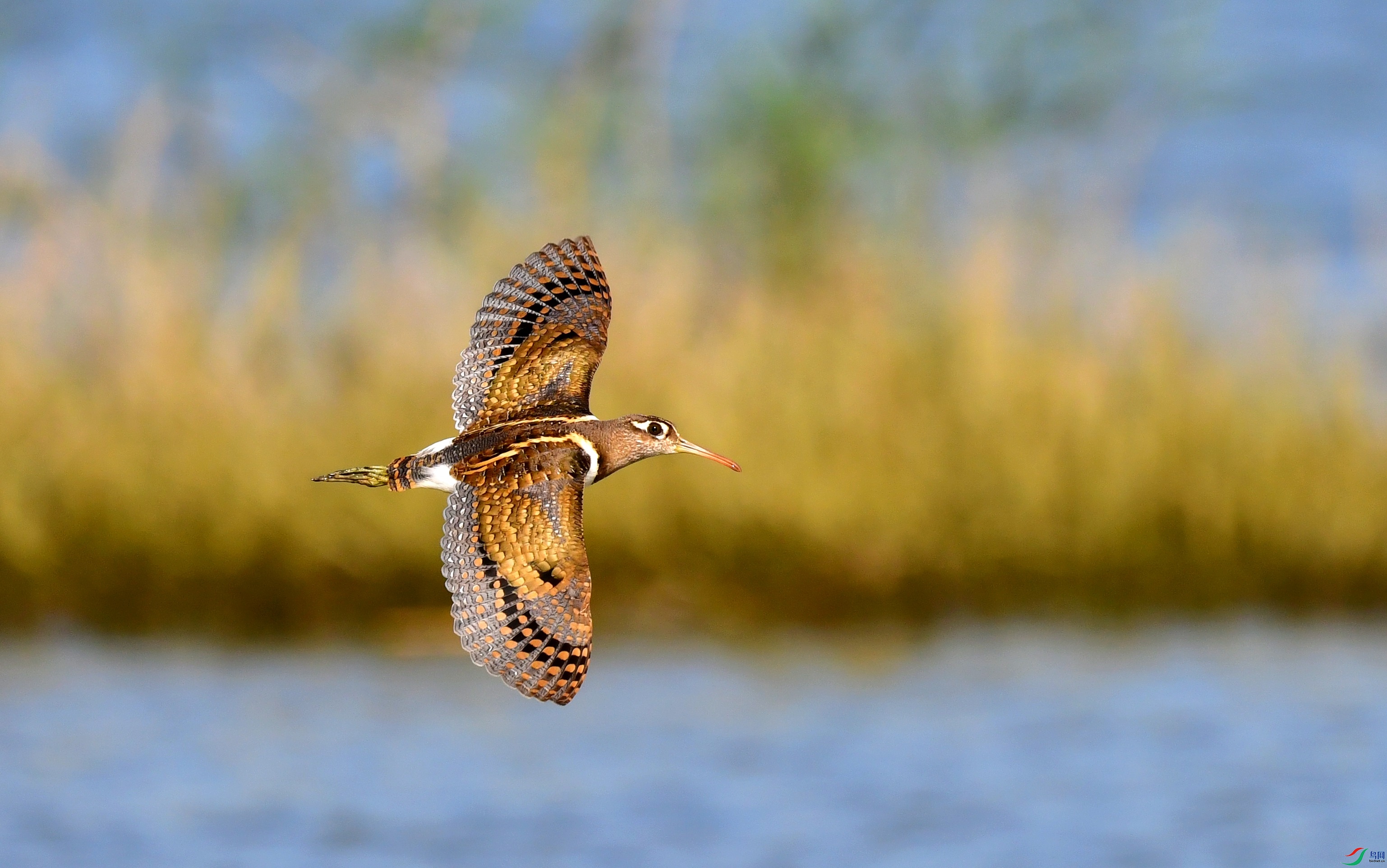 DSC_2941_conew1.jpg