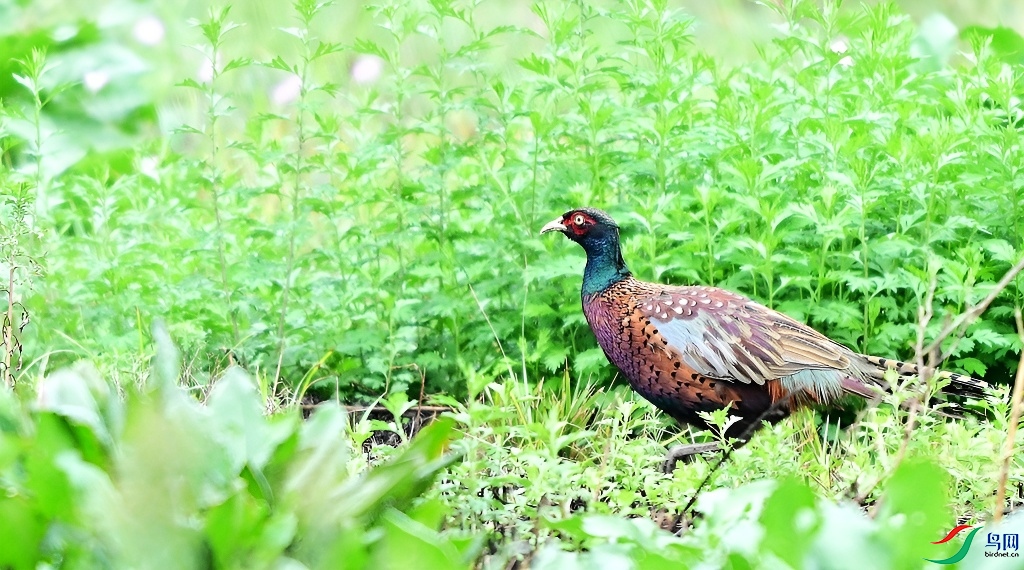 DSC_7041.JPG