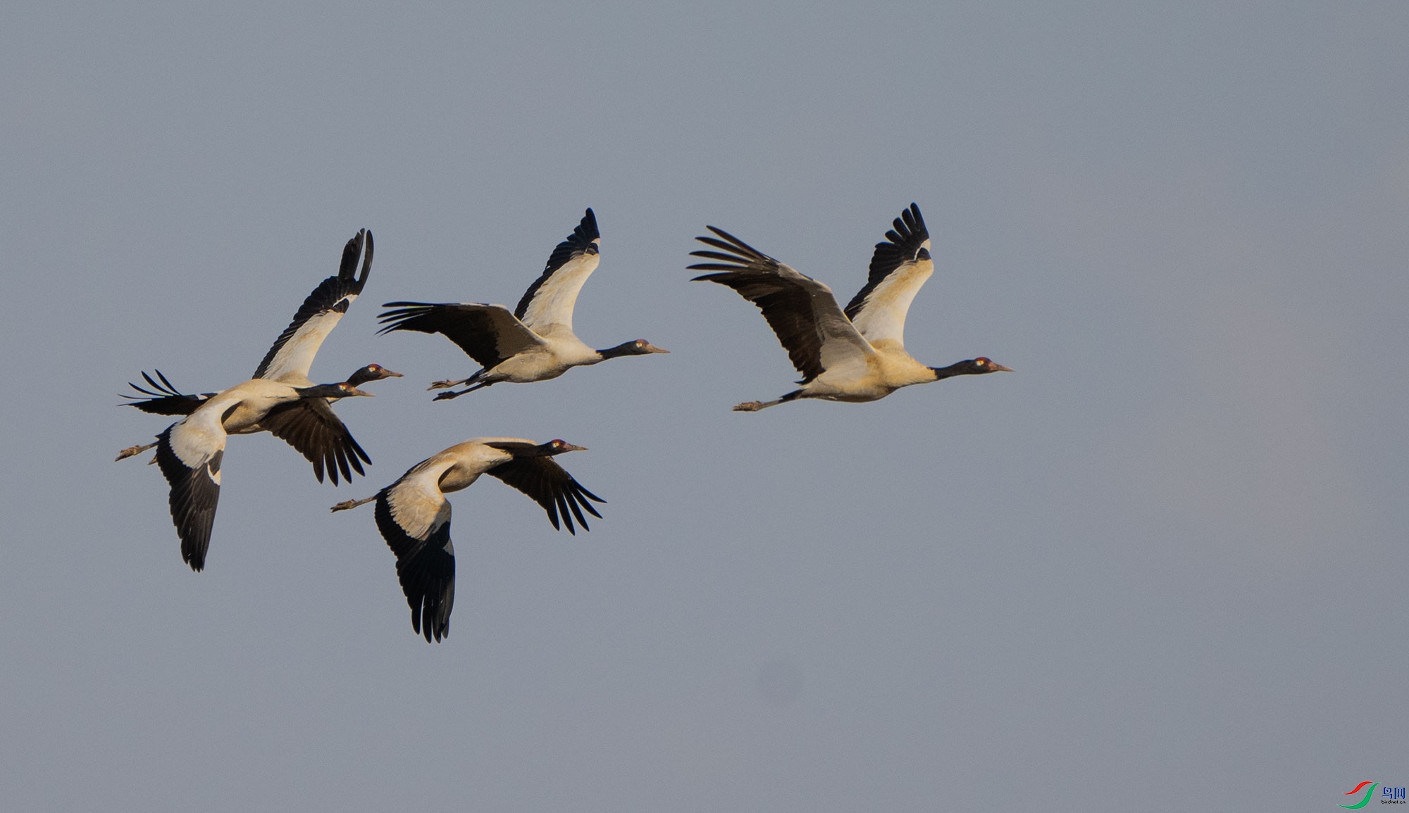 _DSC8030.jpg
