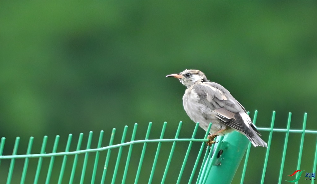 DSC_7294.JPG