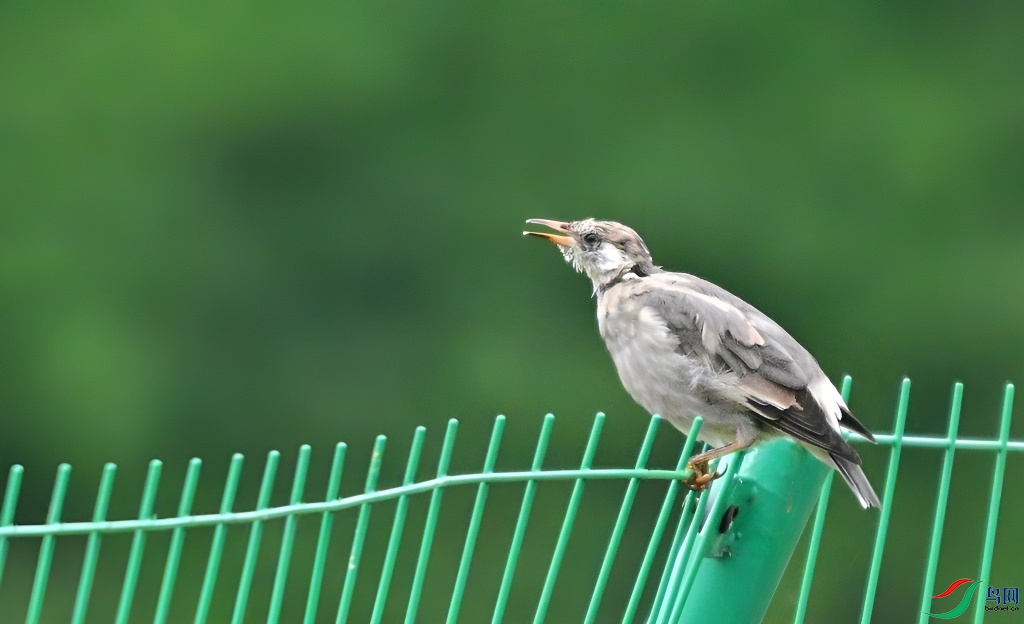DSC_7299.JPG