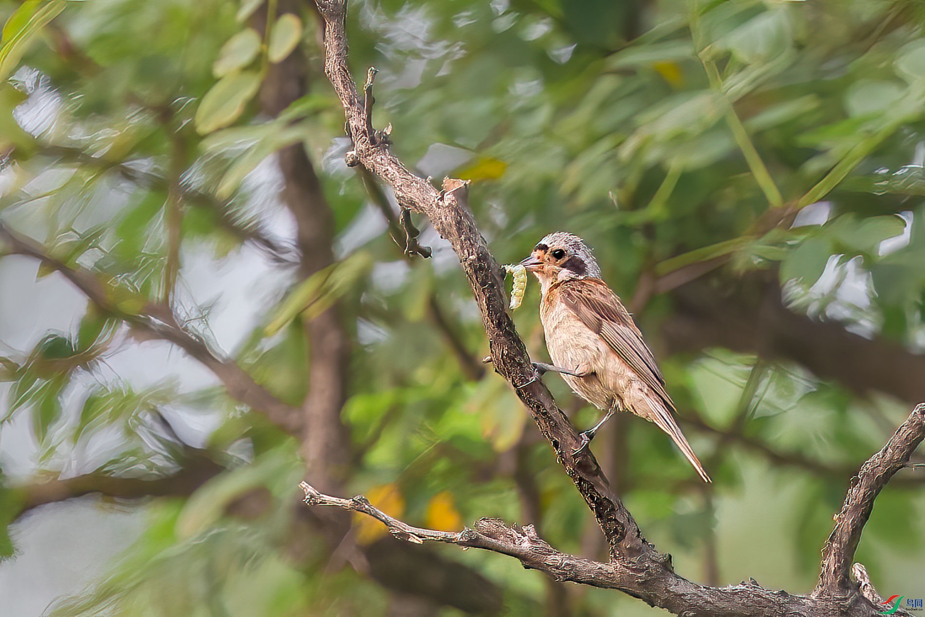 AQ4P0154-1.jpg