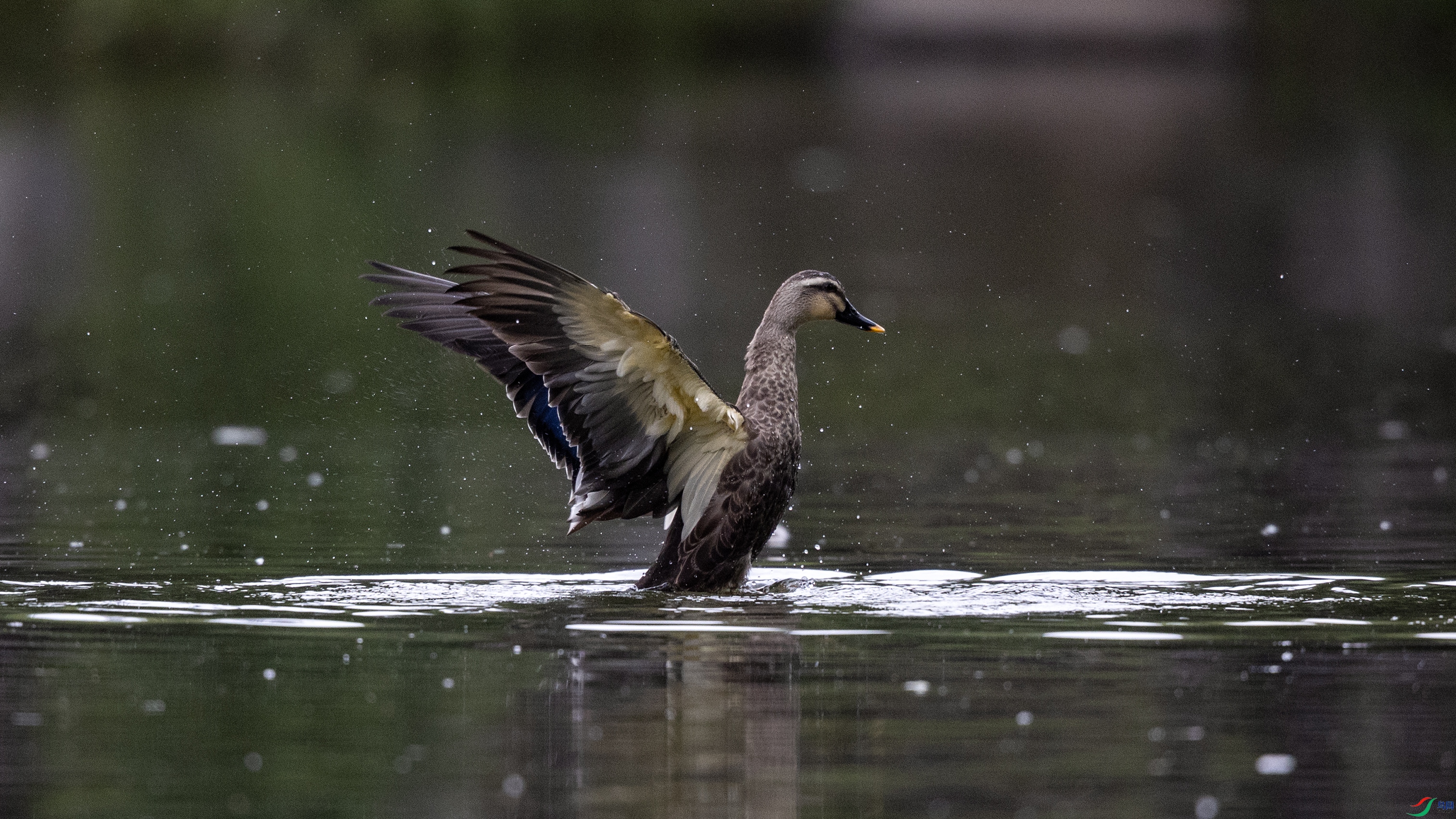 _O7A3412 ����4444.jpg