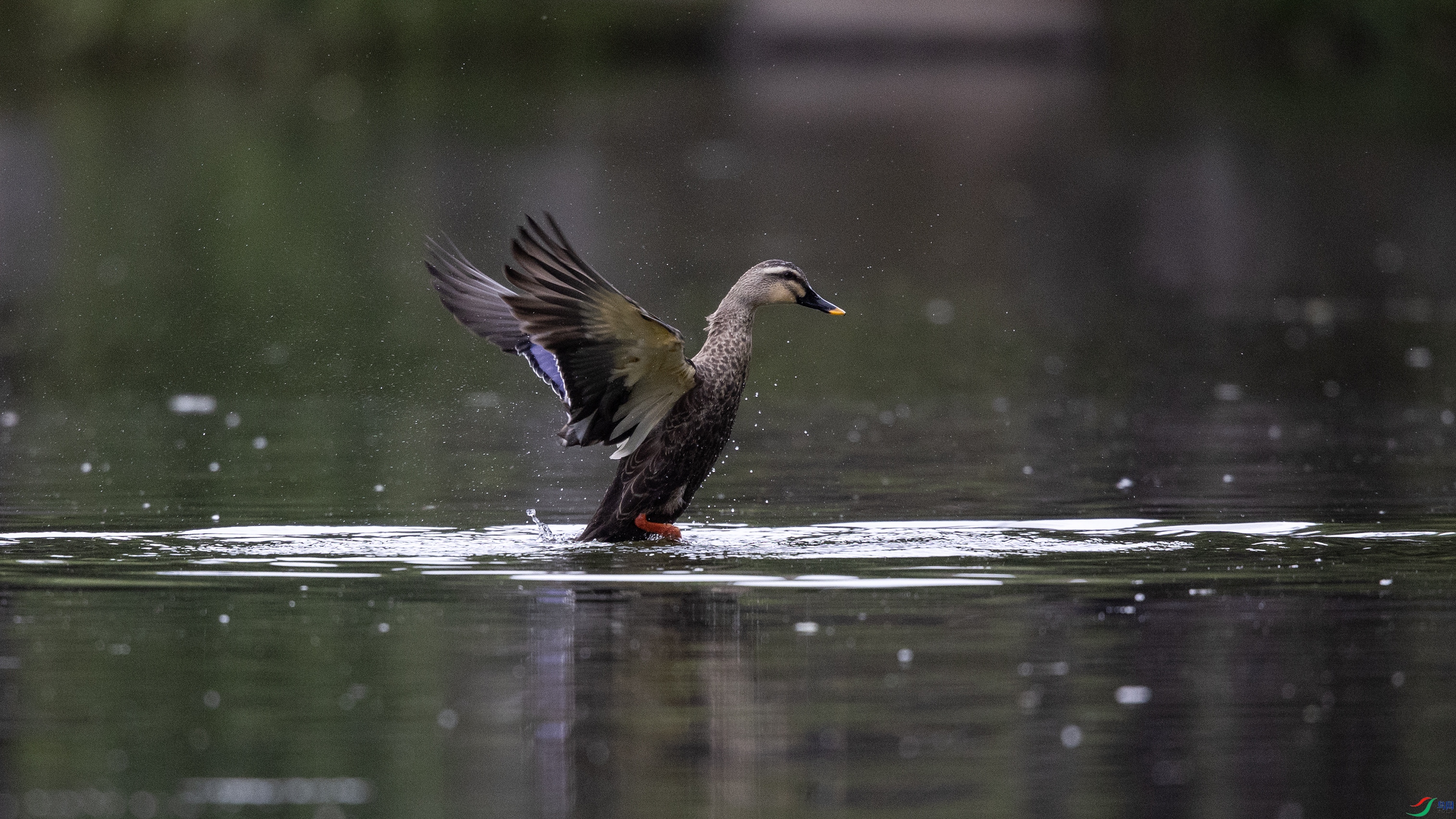 _O7A3415 ����4444.jpg