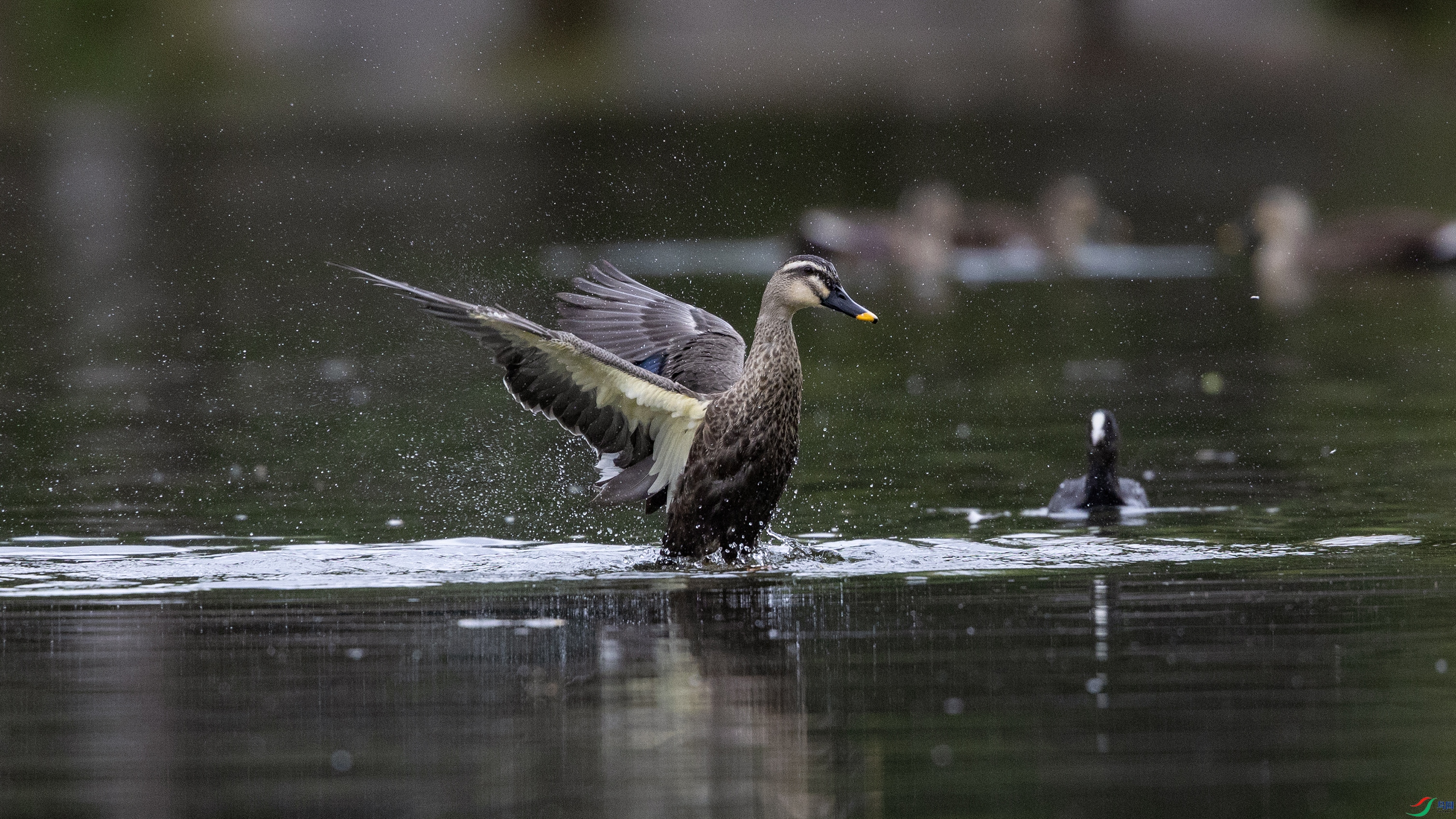 _O7A3500 ����4444.jpg