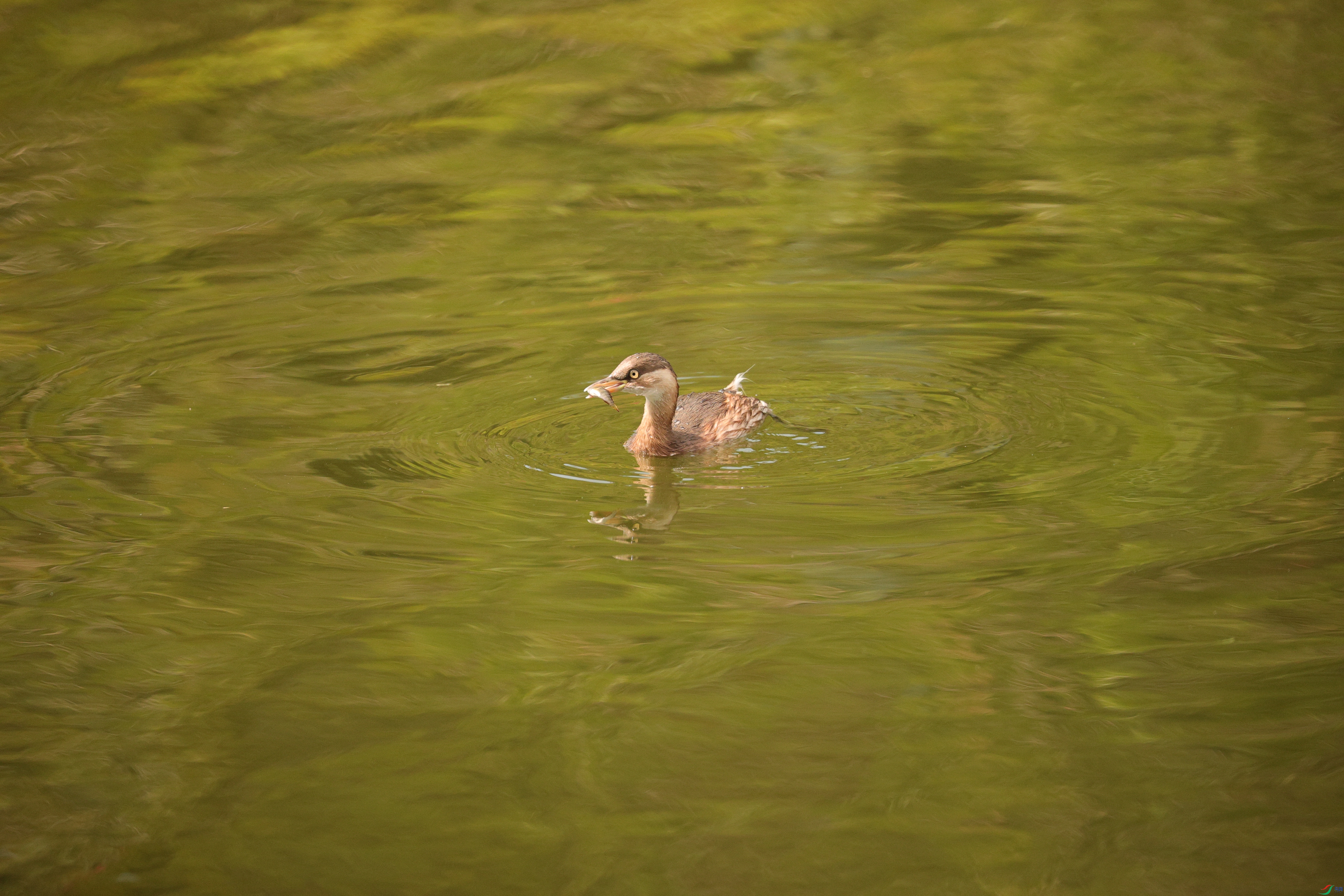 4012��ש����