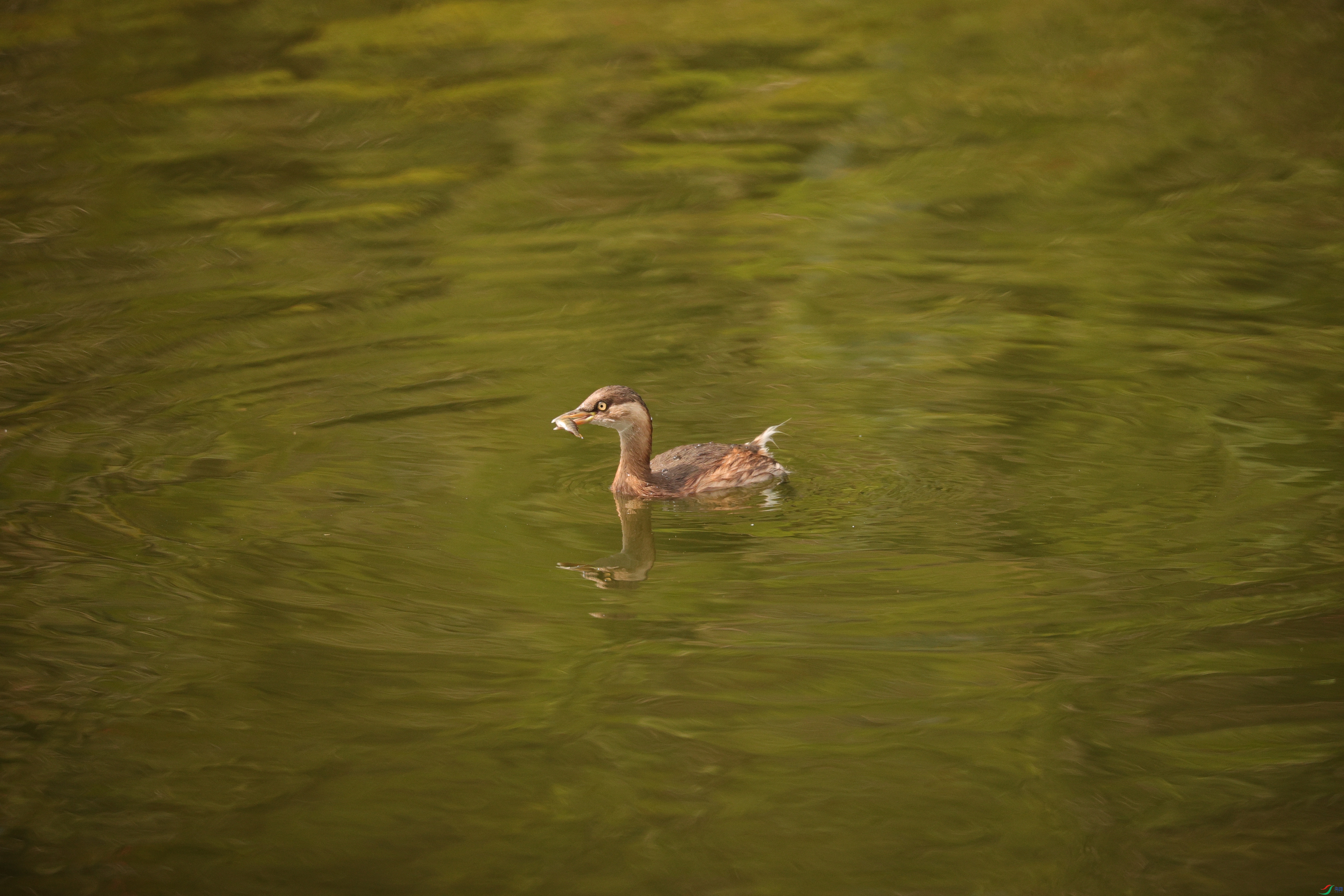 4019��ש����