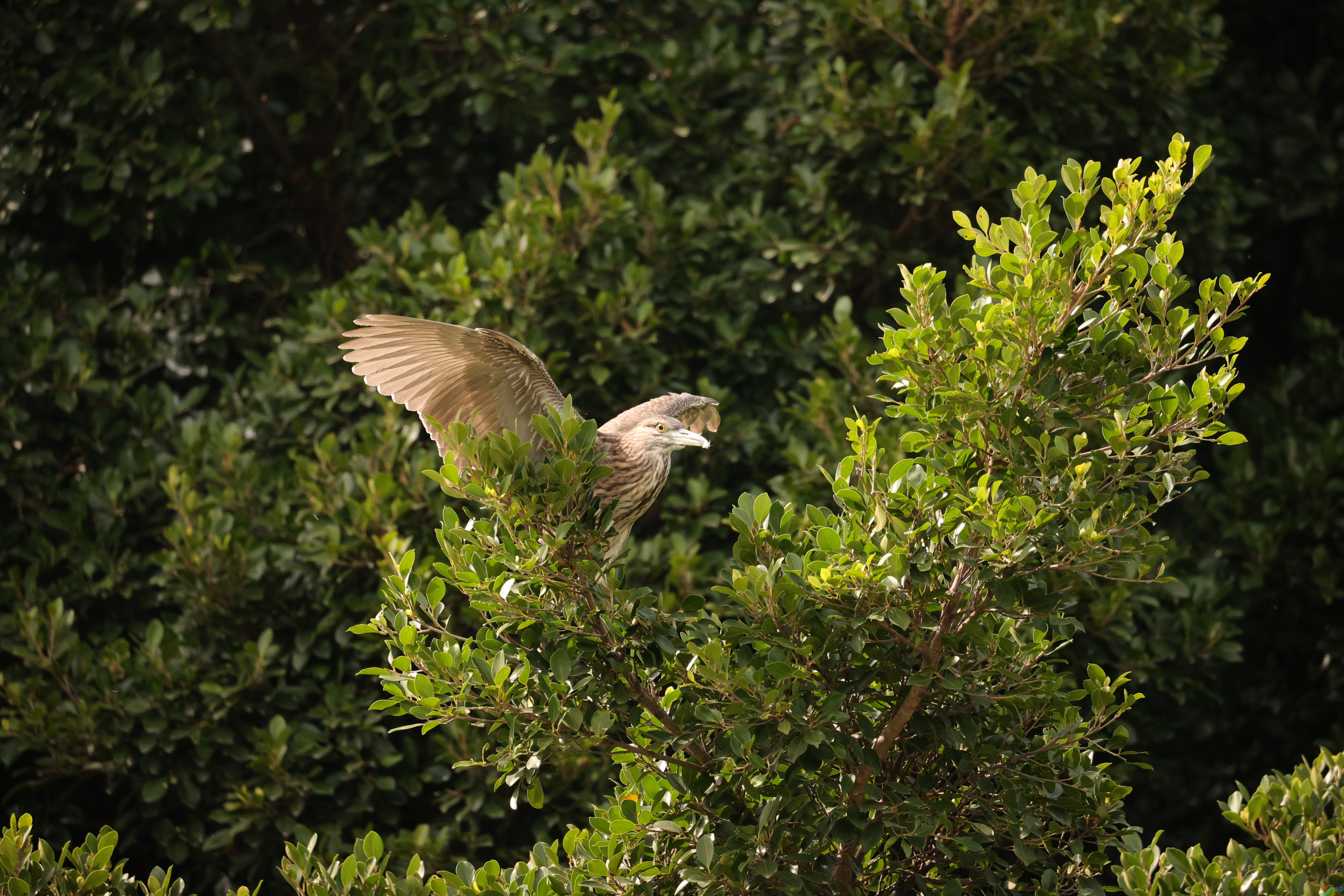 4020��ש����