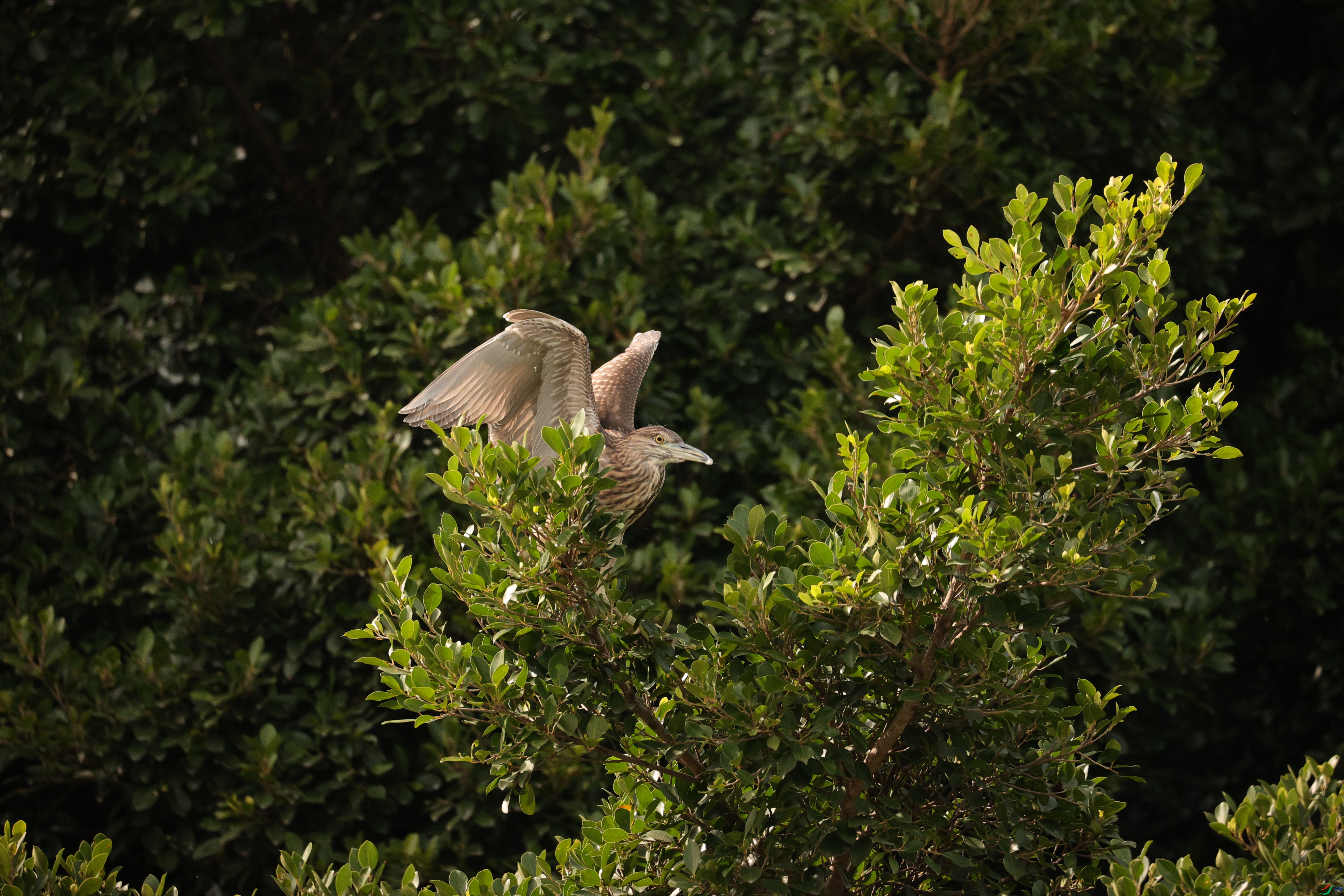 4025��ש����