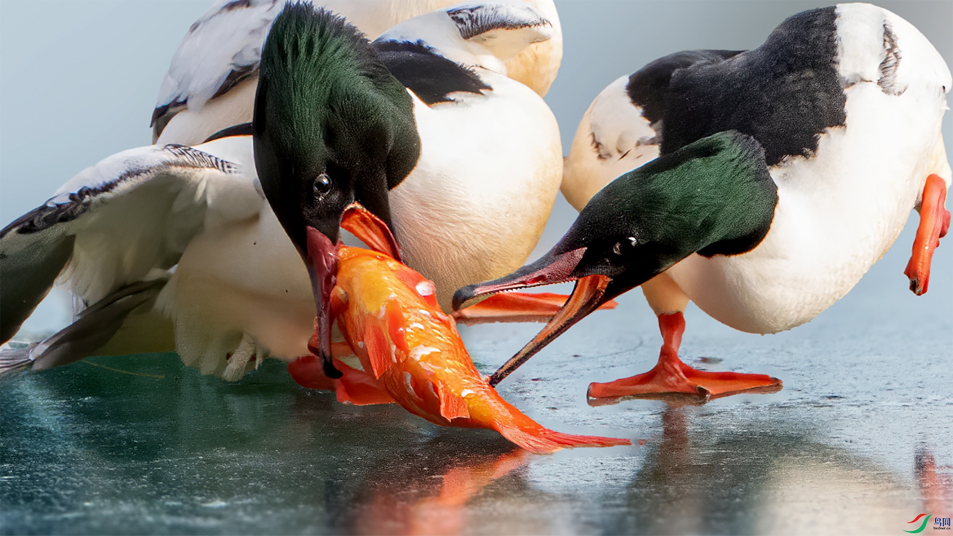 DSC_6011-1.jpg