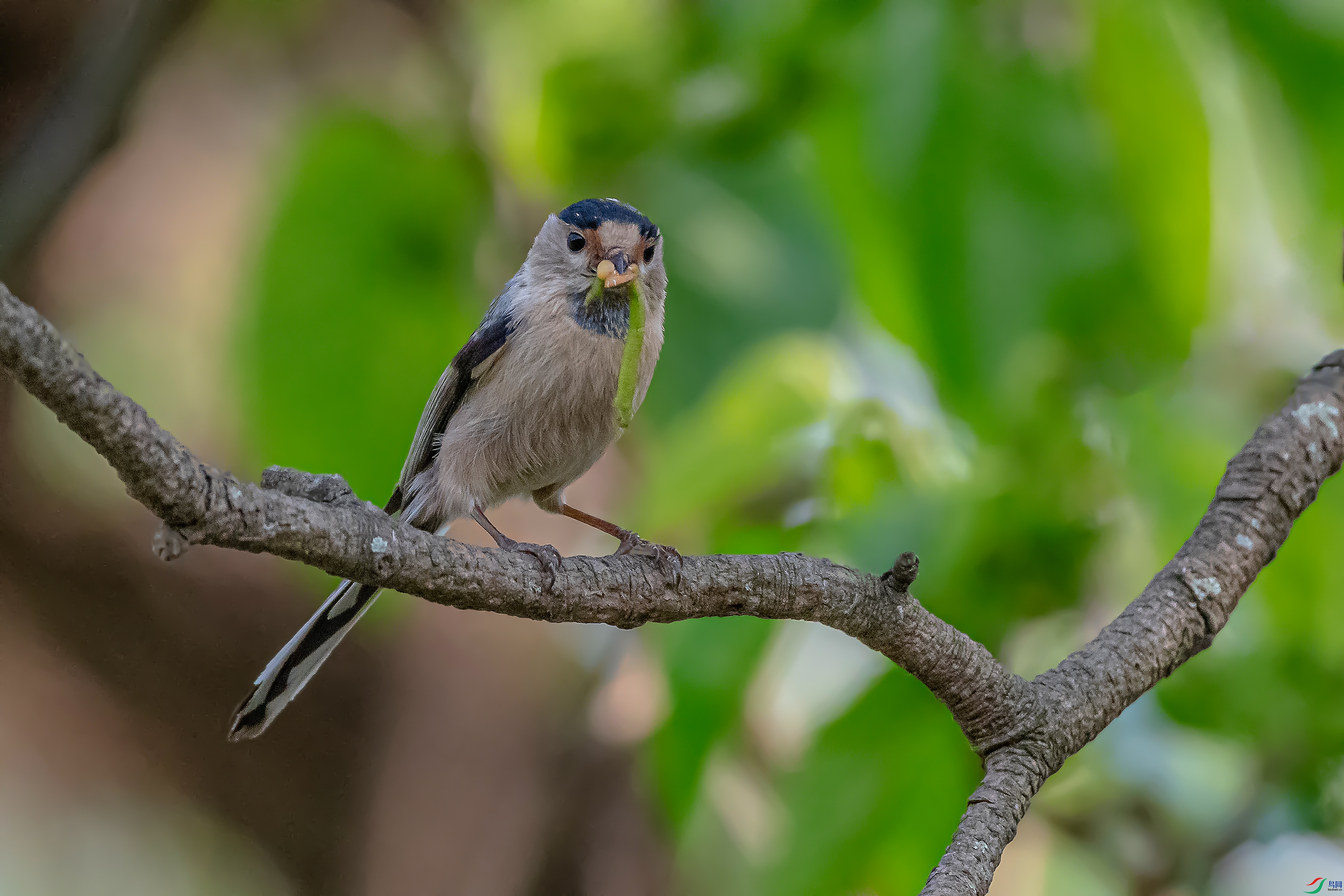 DSC_4791AB.jpg