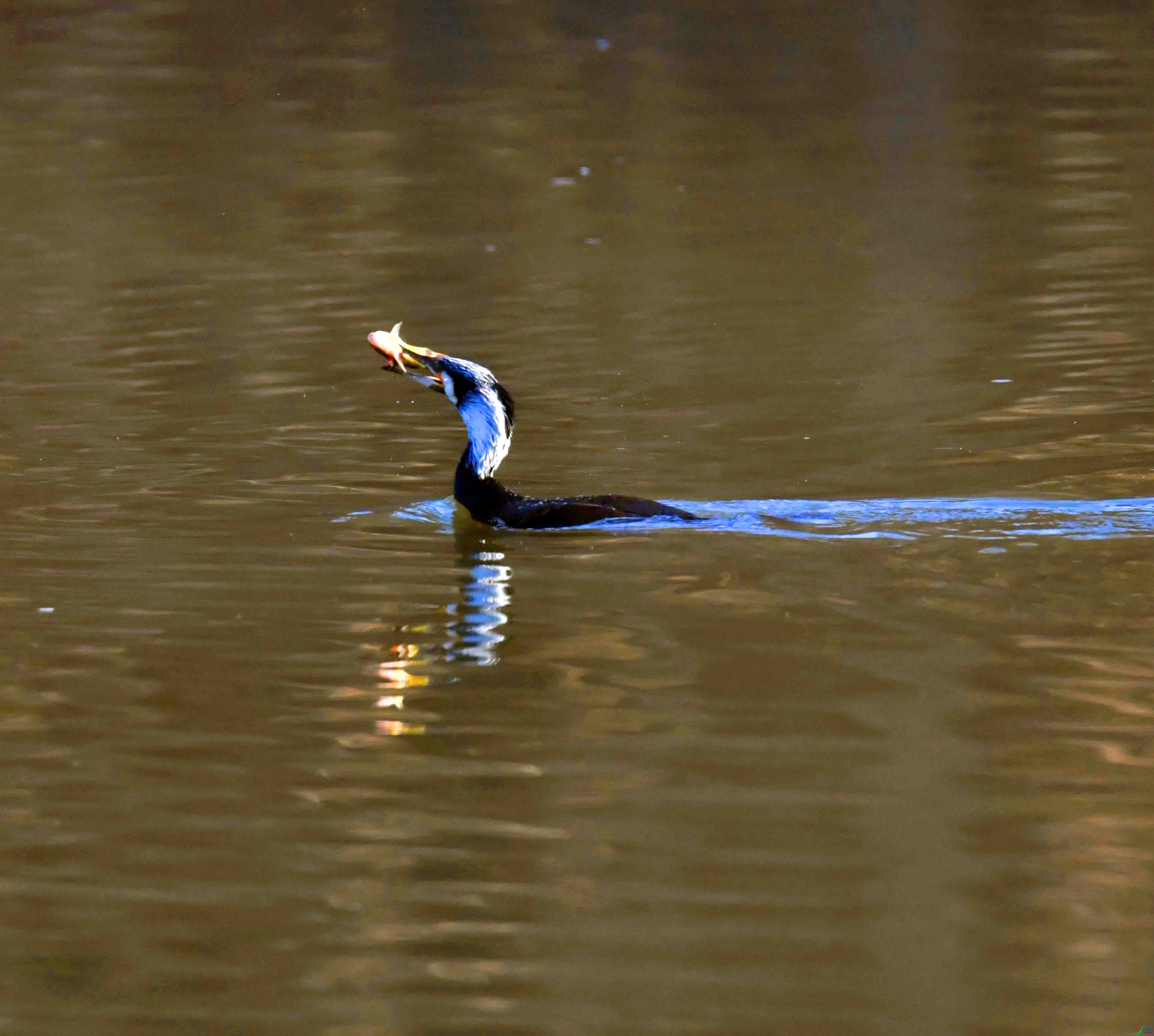 DSC_0052.JPG