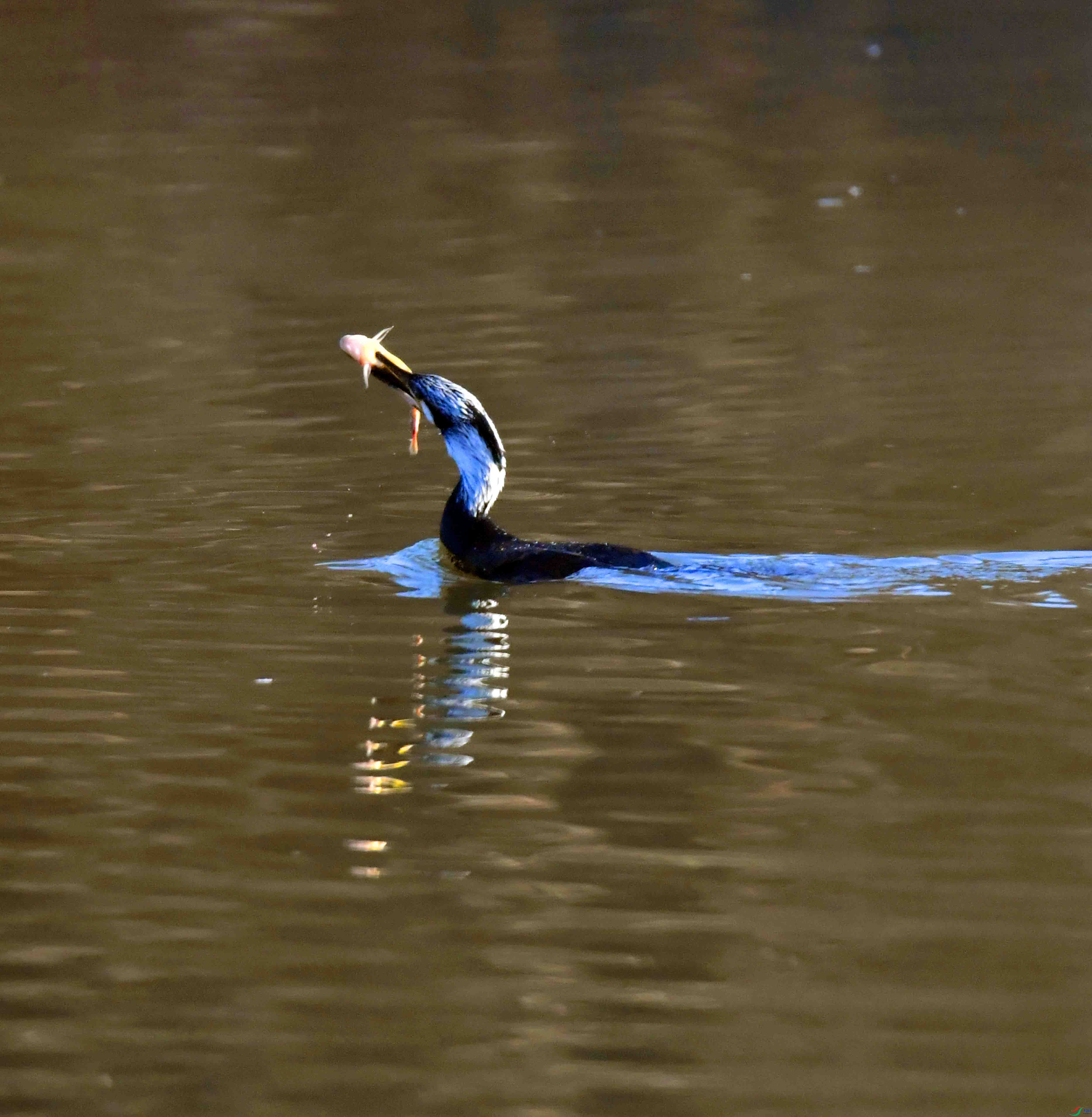 DSC_0053.JPG