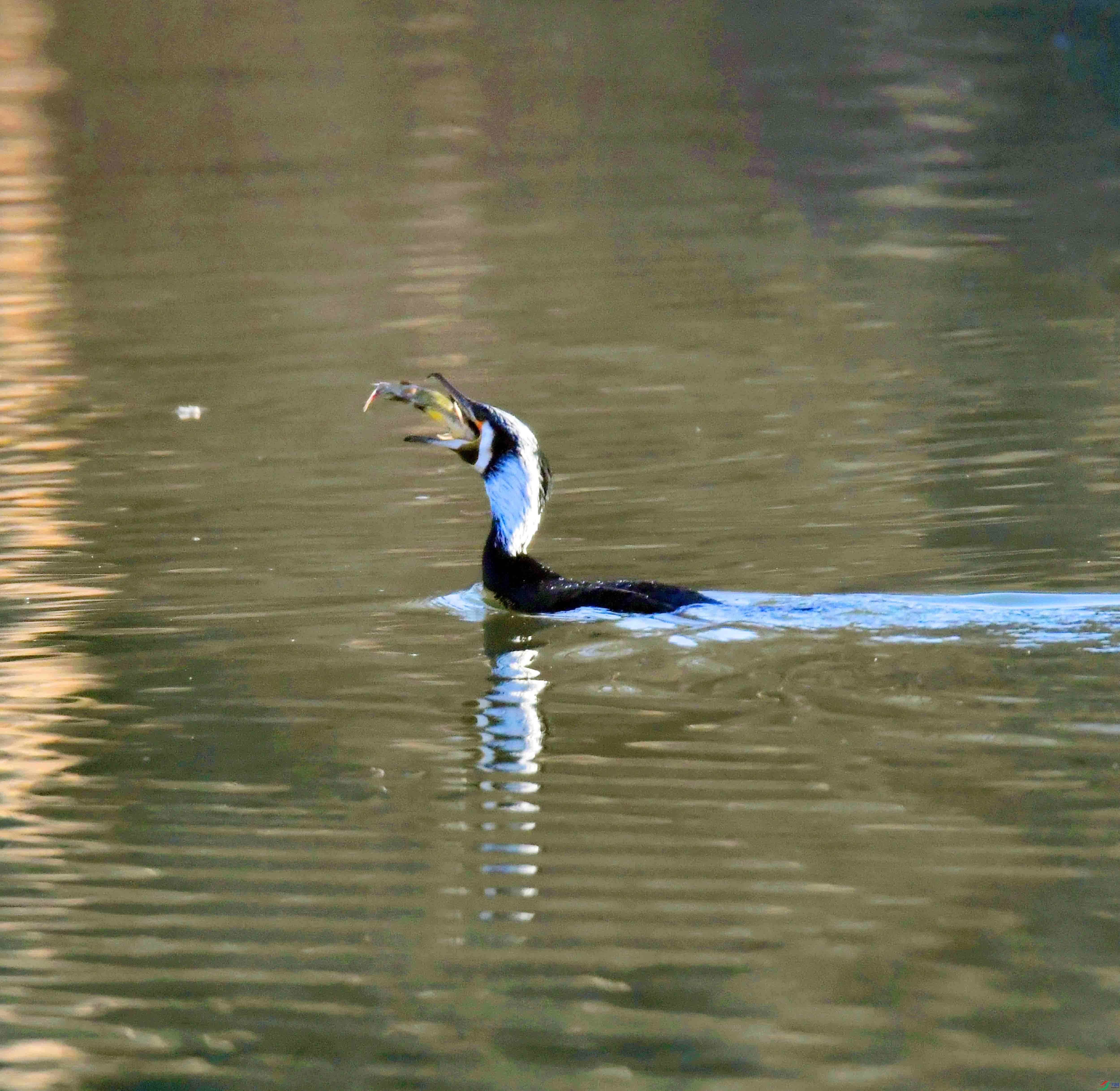 DSC_0059.JPG