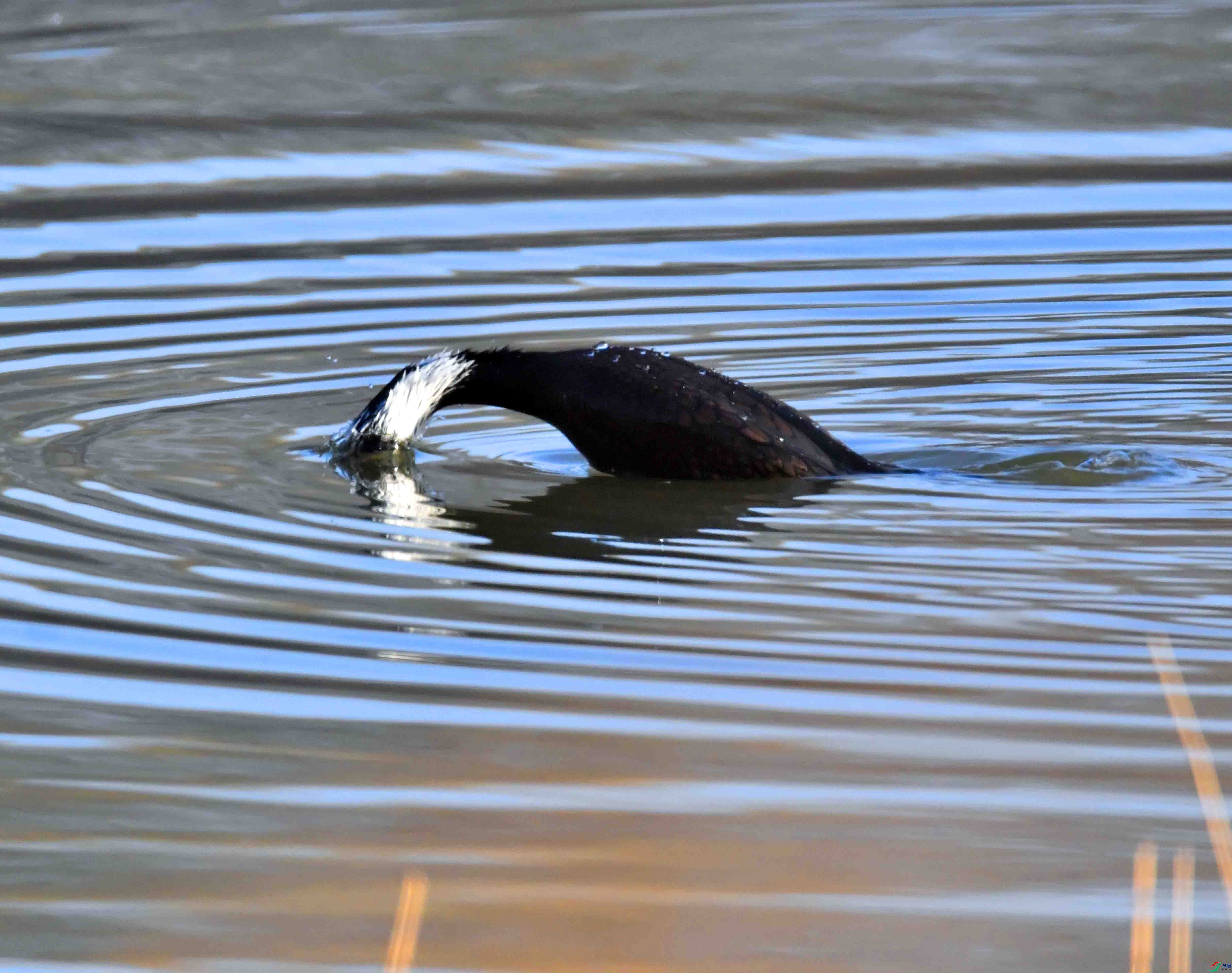 DSC_0097.JPG