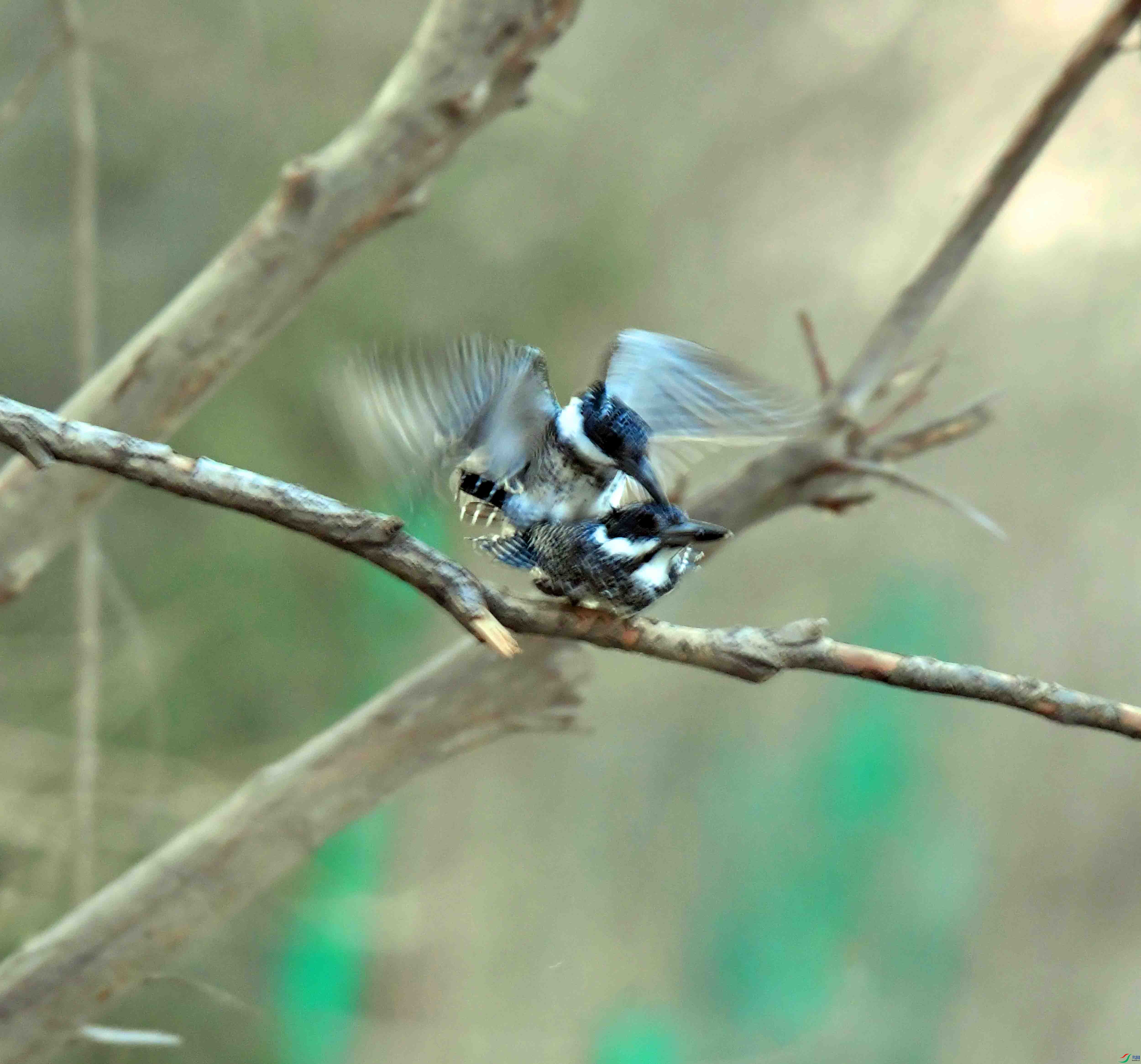DSC_8009.JPG