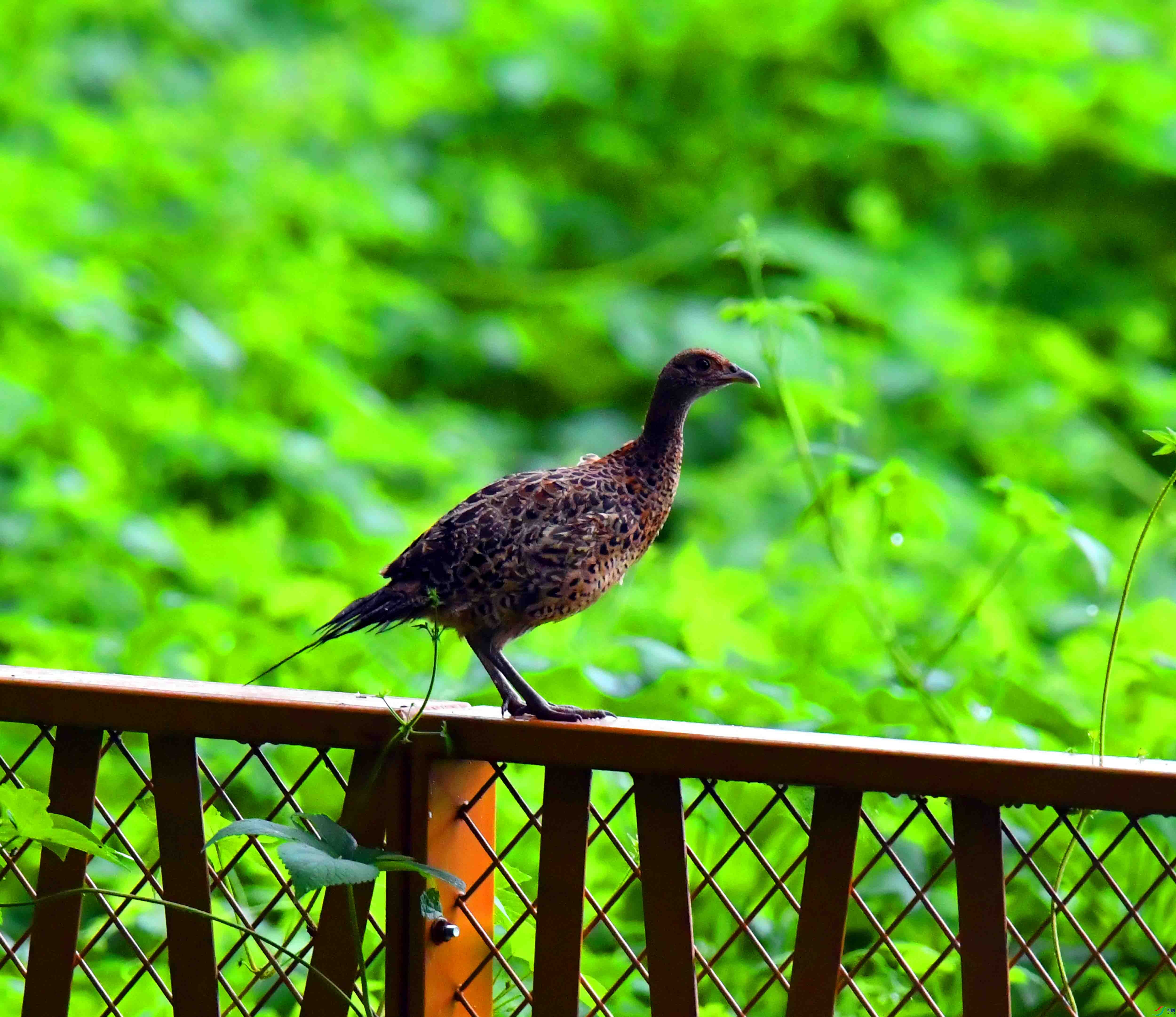DSC_1284.JPG