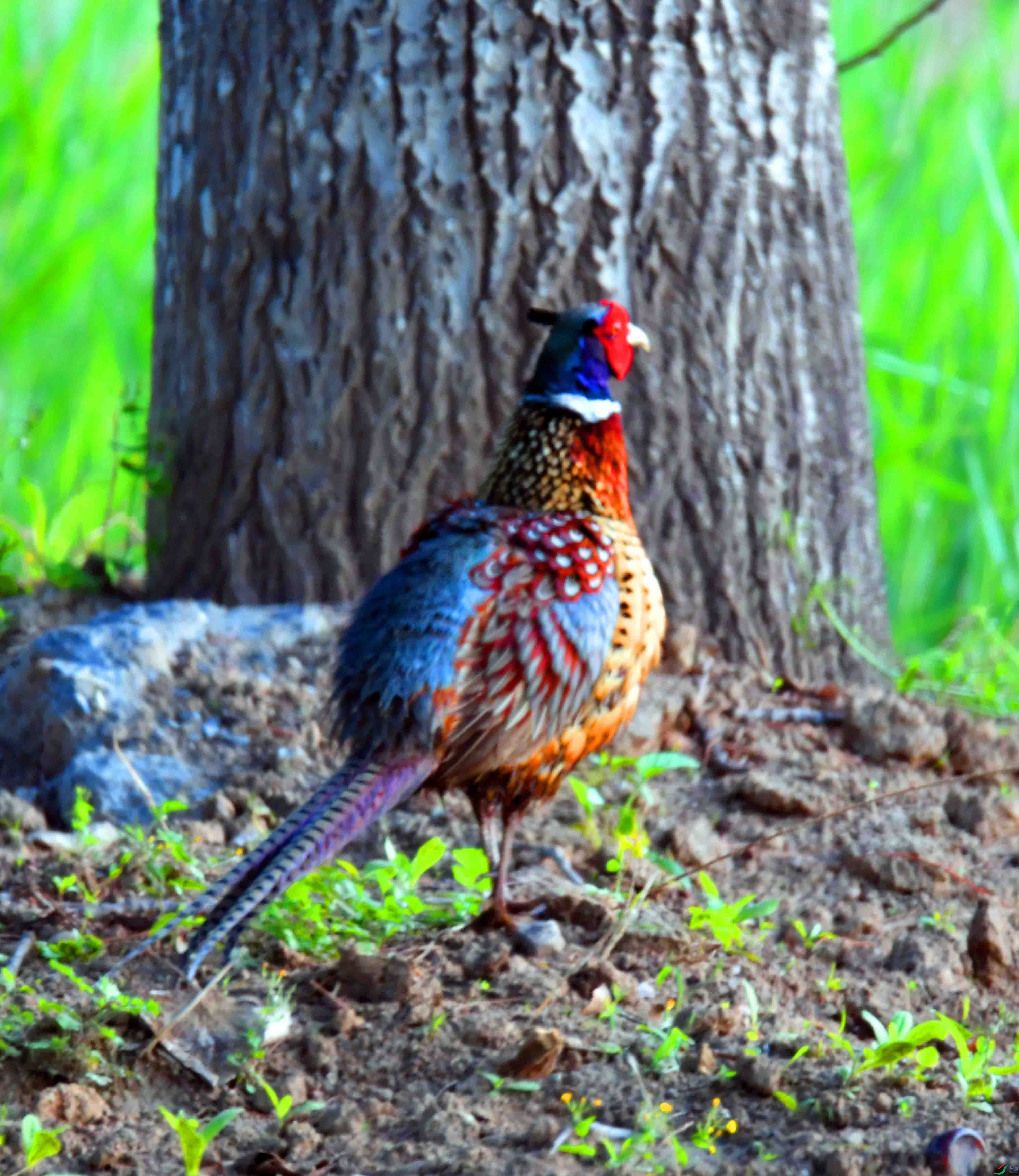 DSC_4603.JPG