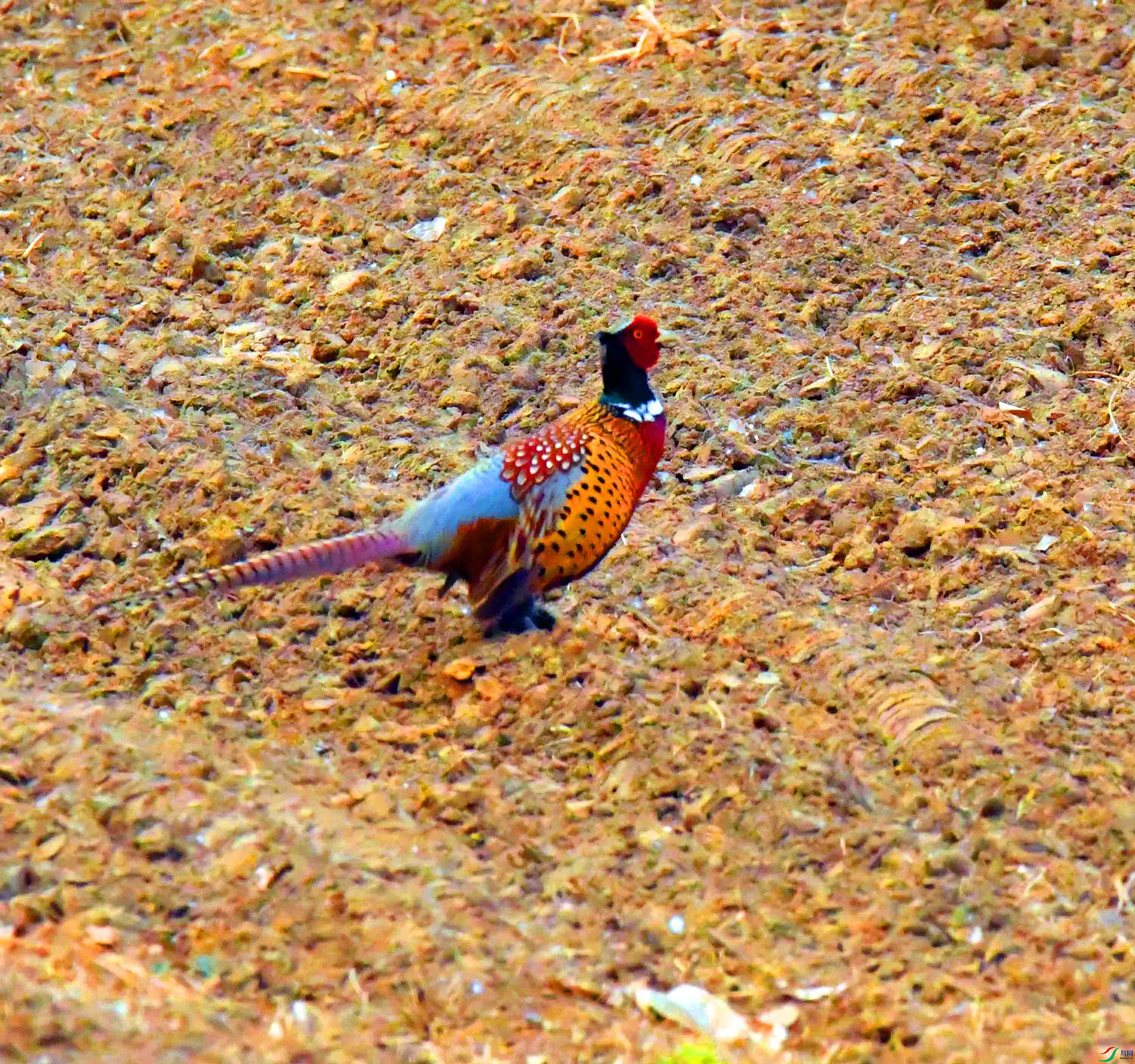 DSC_4606.JPG