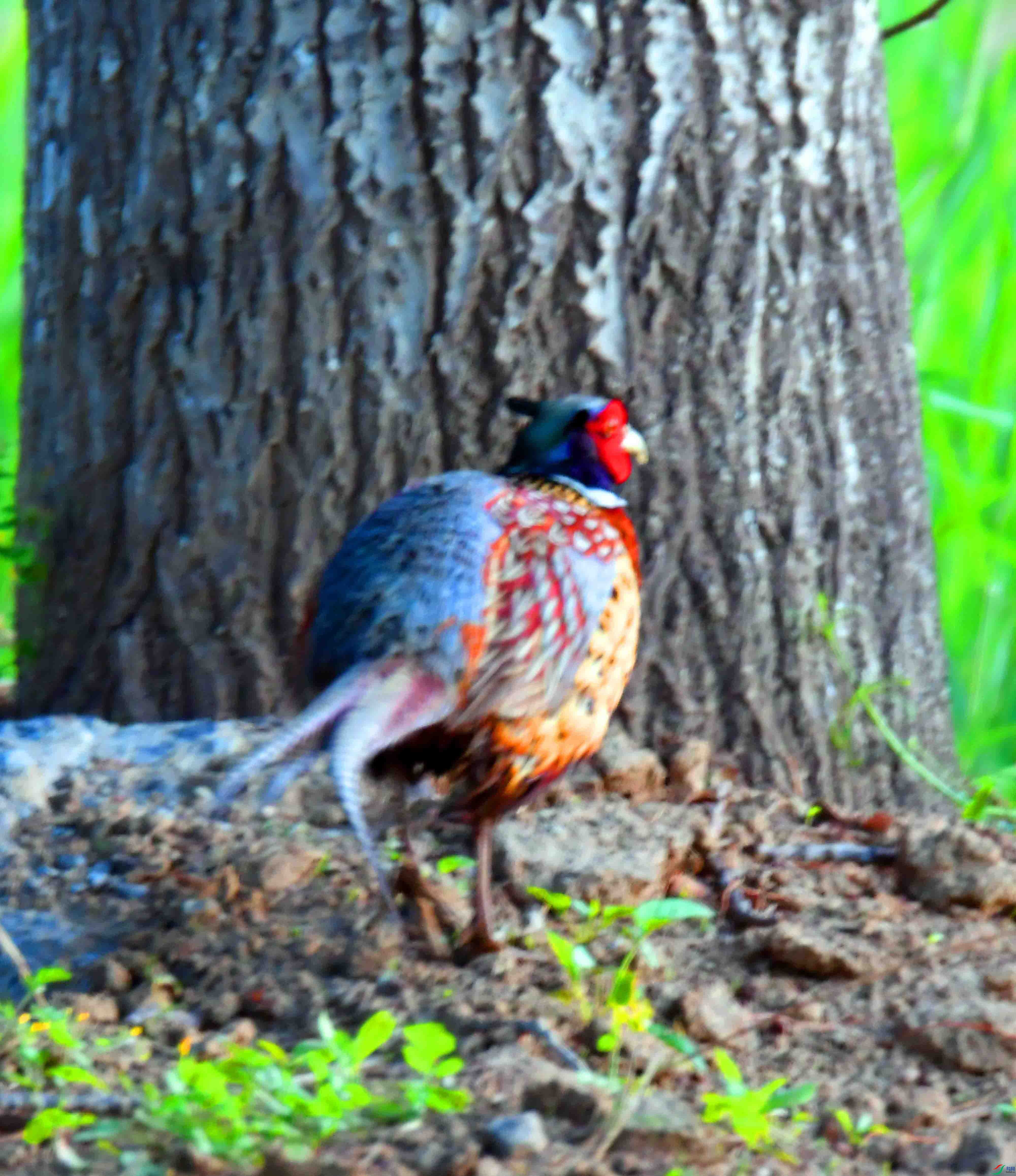 DSC_4605.JPG