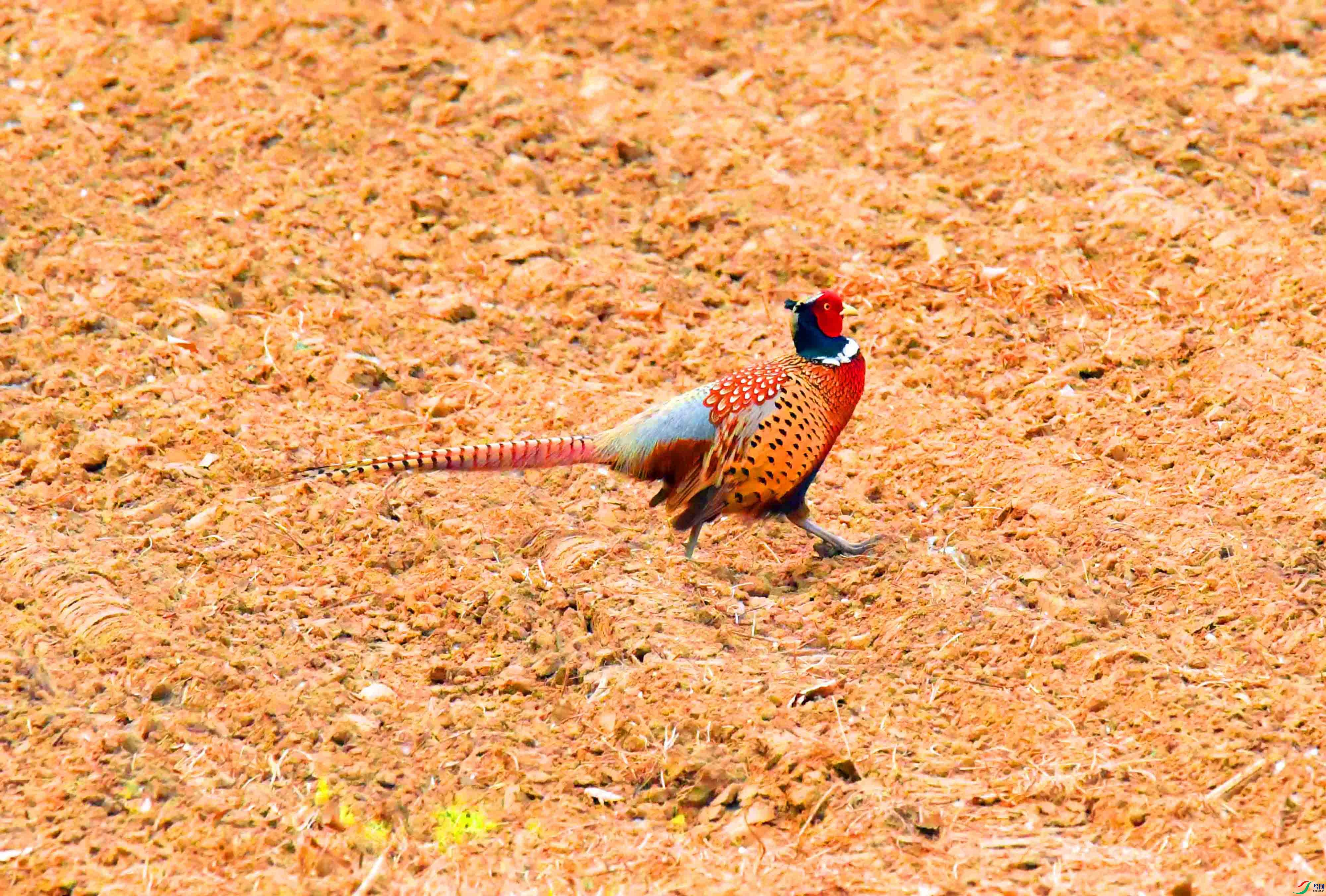 DSC_4613.JPG