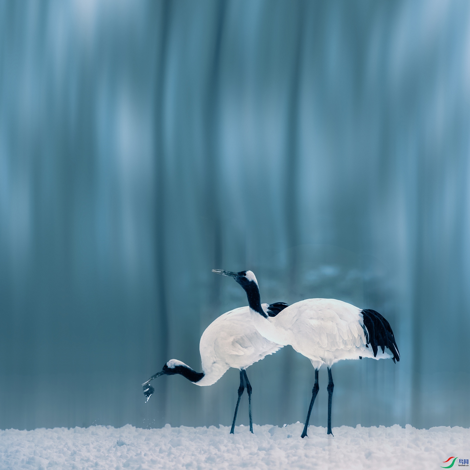 ������---˫��Ϸѩ