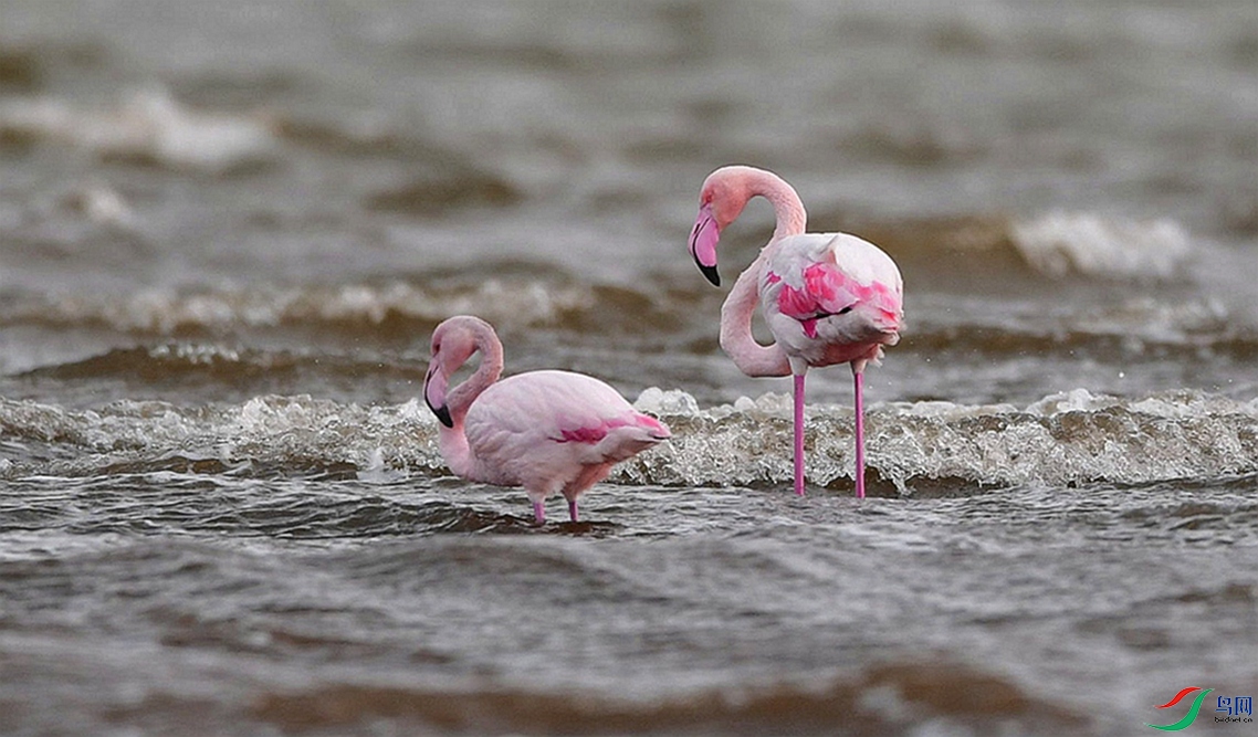 ����纮��