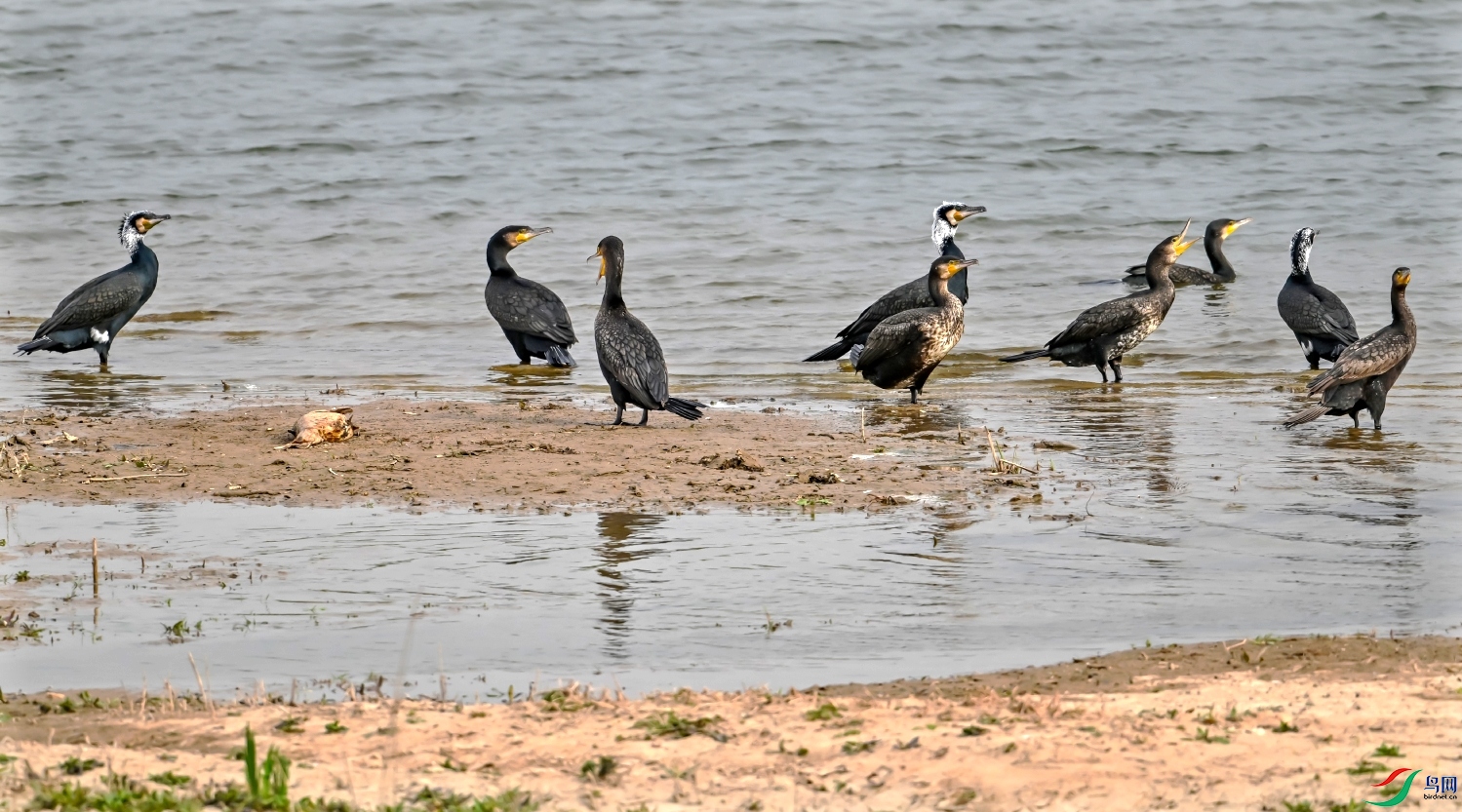 DSC_4472---_conew1.jpg