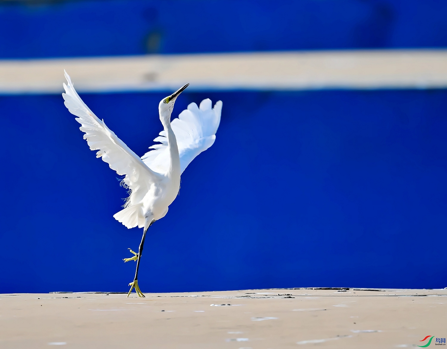 DSC_6606---_conew1.jpg